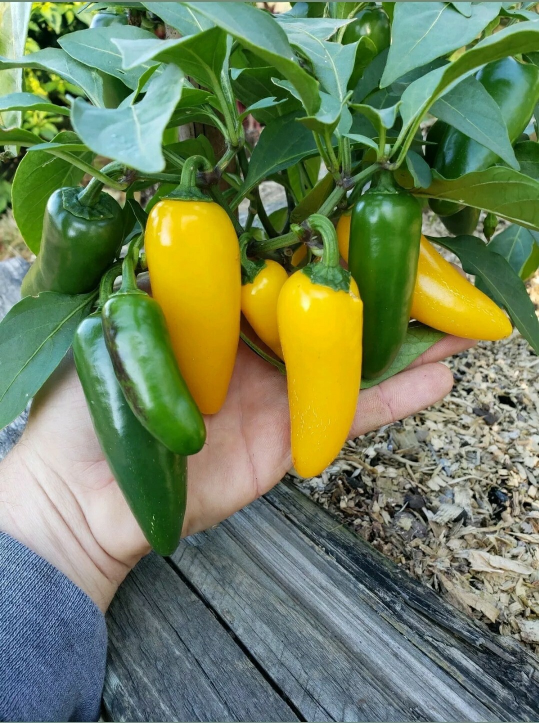 Lemon Spice Jalapeno Hot Pepper Seeds Organic Grown Tropical Flavors -Tracking-