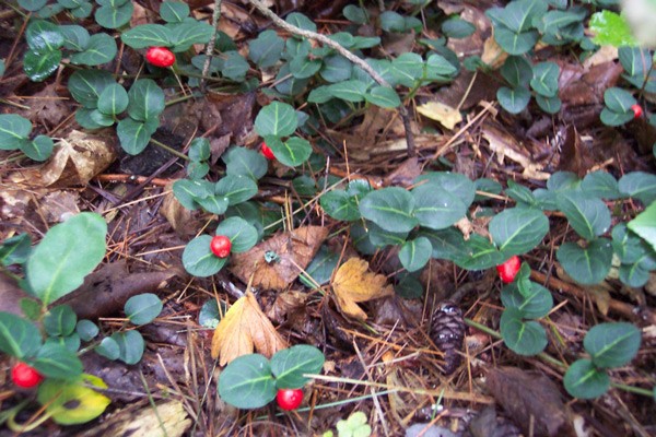 PARTRIDGE BERRY 10 Rooted Cuttings ~evergreen ~Shade ~low growing ~ground cover