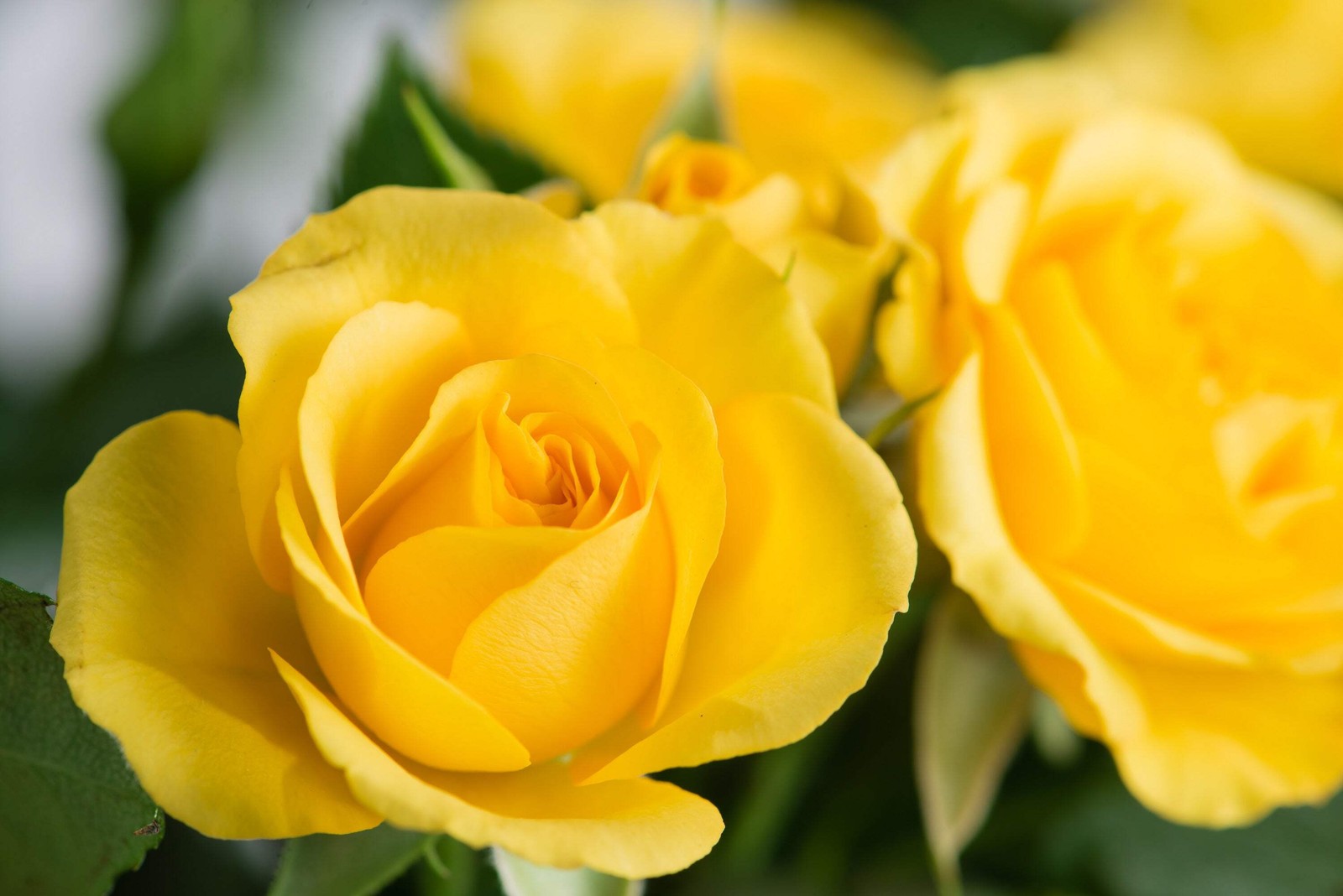 5 YELLOW ROSE Rosa Bush Shrub Perennial Flower Seeds *Flat S/H