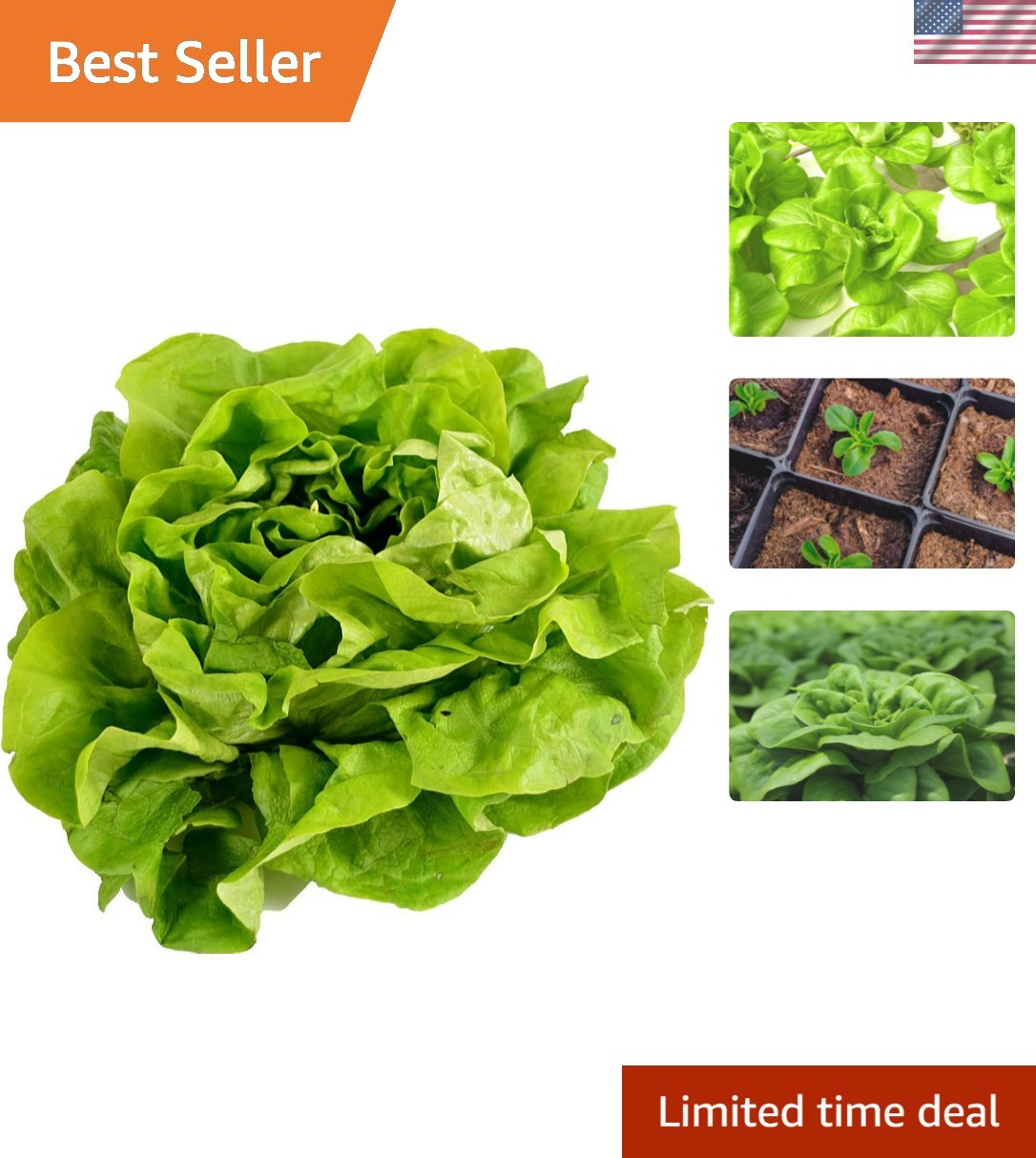 500 Buttercrunch Lettuce Seeds for Planting – Heirloom Non-GMO Vegetable Seed…