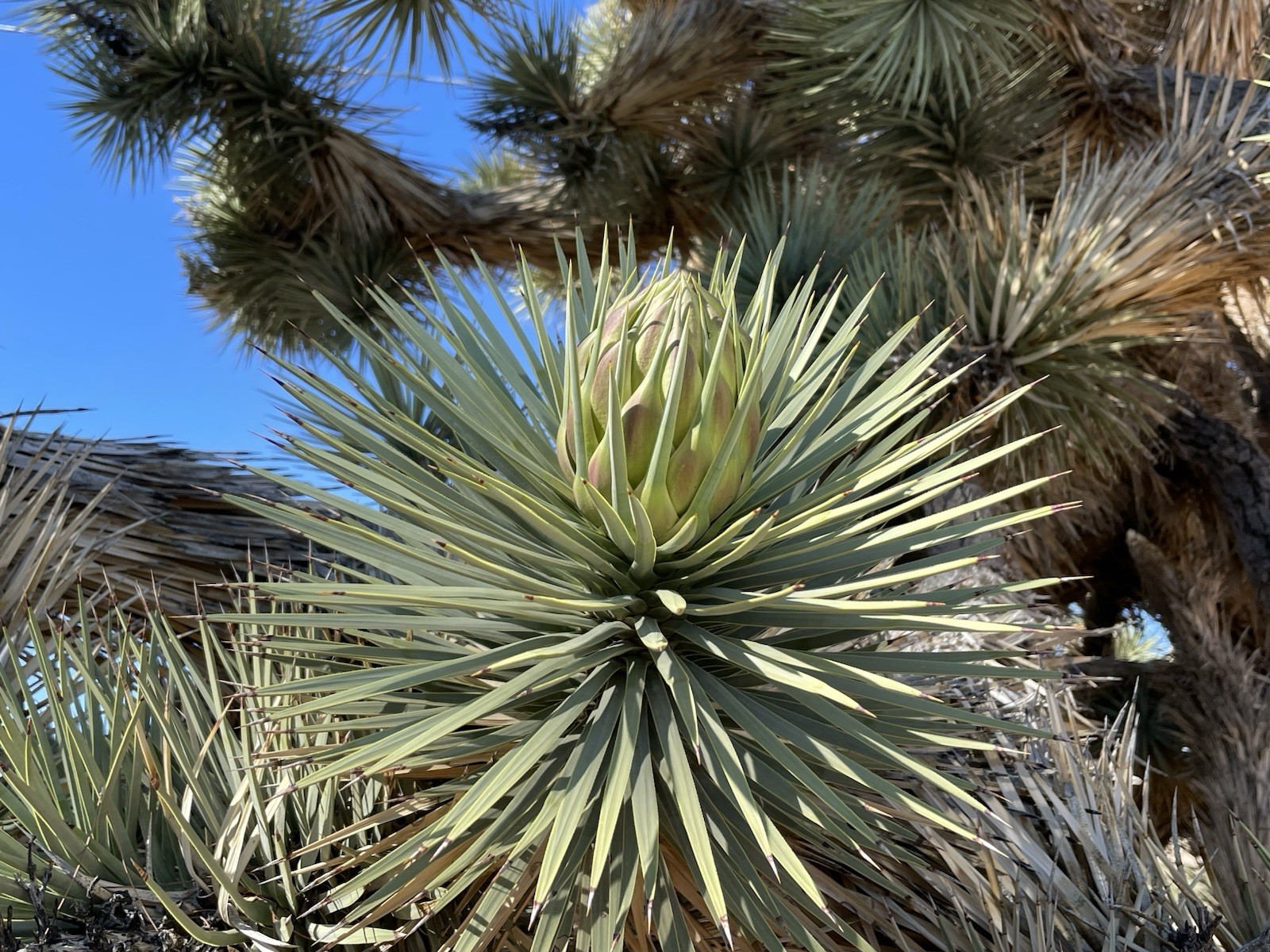 500 Joshua Tree seeds – Mojave Desert 2024 Harvest (Tested)