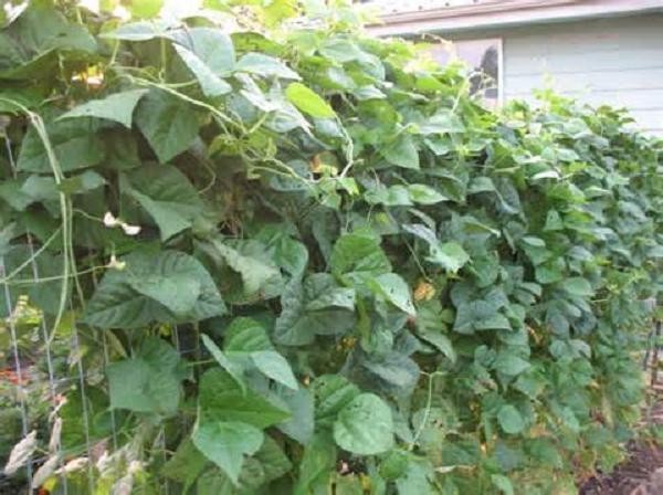 Blue Lake Pole 274 Snap Bean Seeds, Heirloom Seeds – NON GMO,