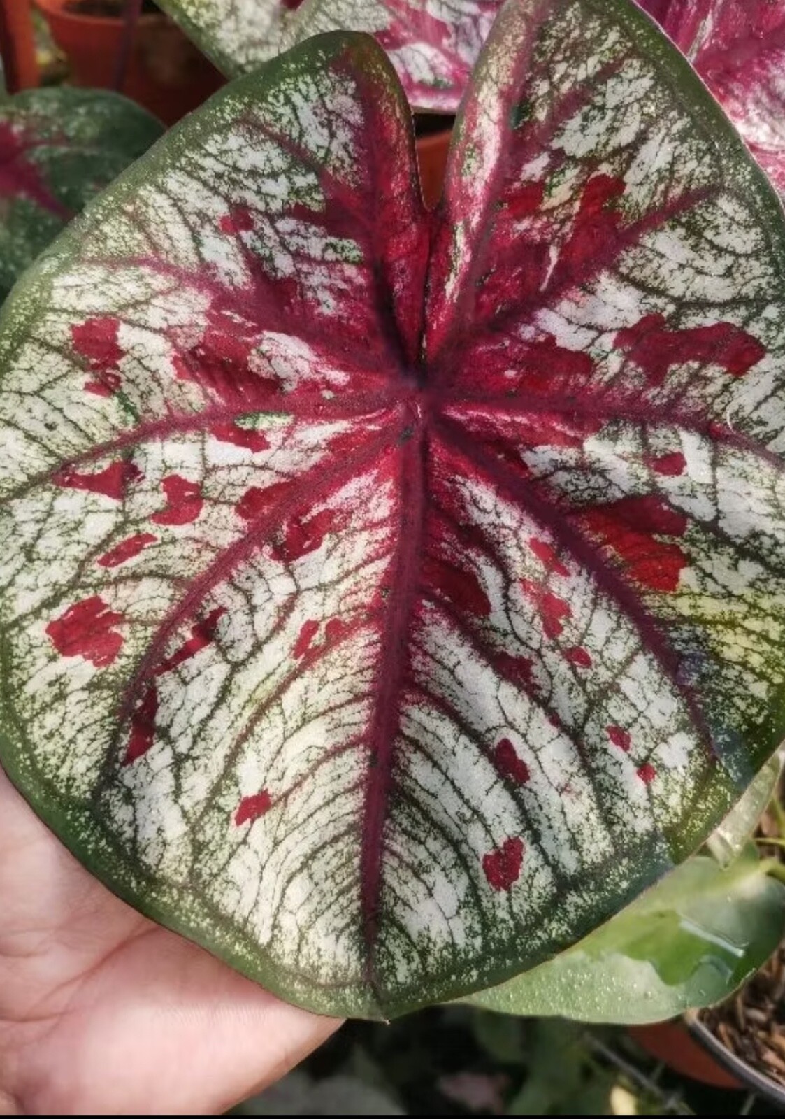 AUTHENTIC Caladium Tootsie 1 bulbs