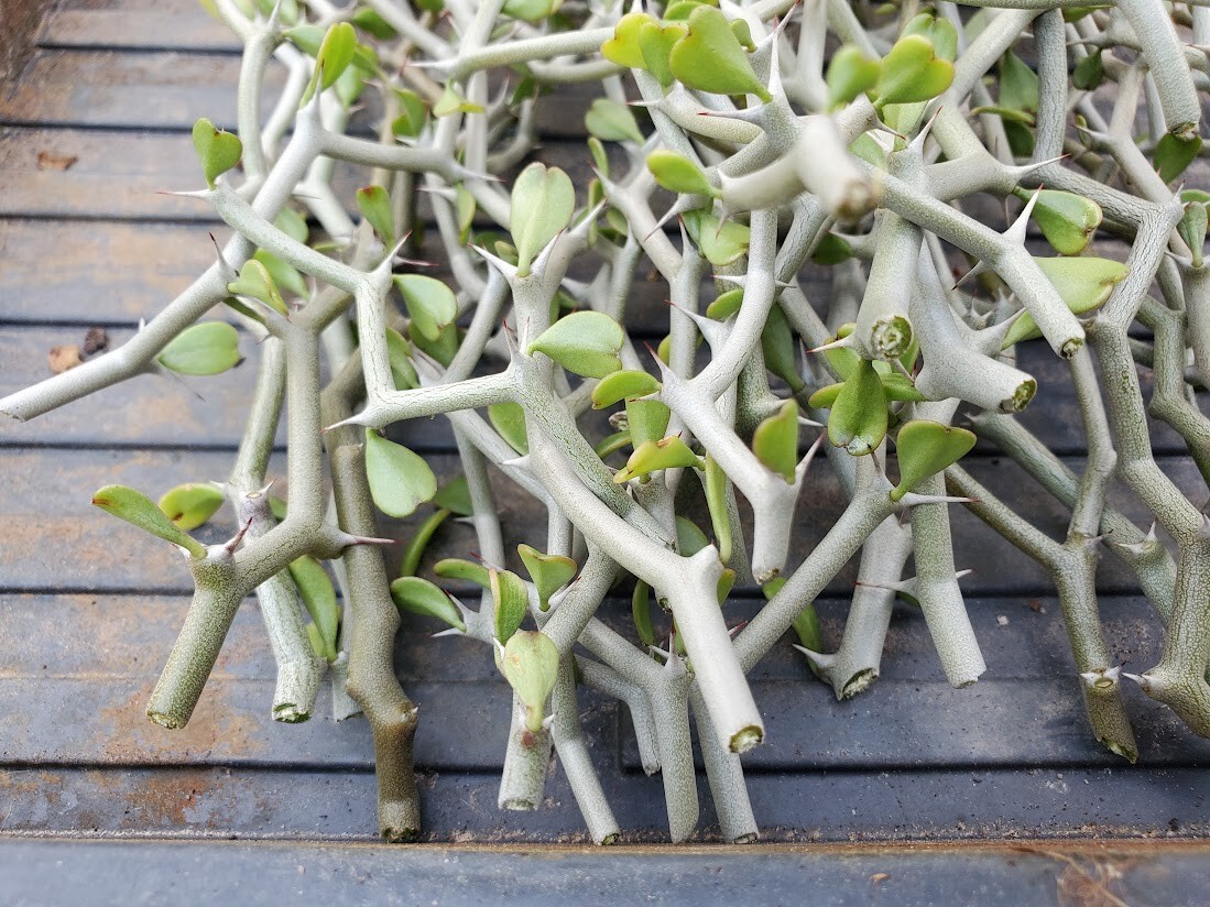 Decarya madagascariensis – Zig Zag Plant – Madagascar – 1 NON-ROOTED CUTTING