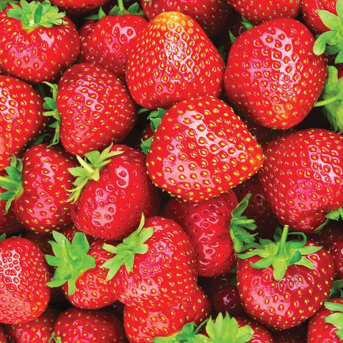 5 Eversweet Strawberry Bare Roots – Everbearing Fragaria × ananassa