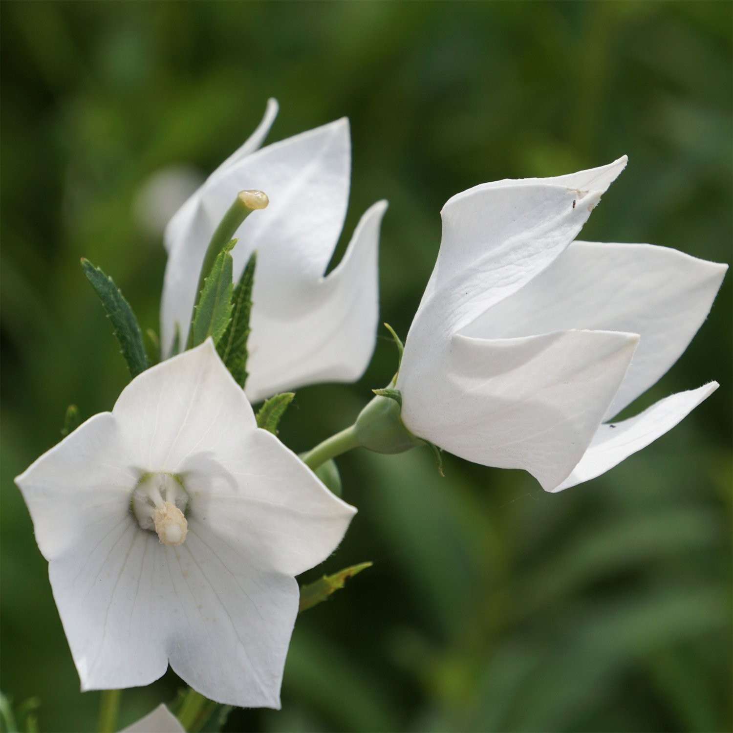 2000 Seeds White Balloon Flower Seeds – Platycodon Grandiflorus Flower Seed