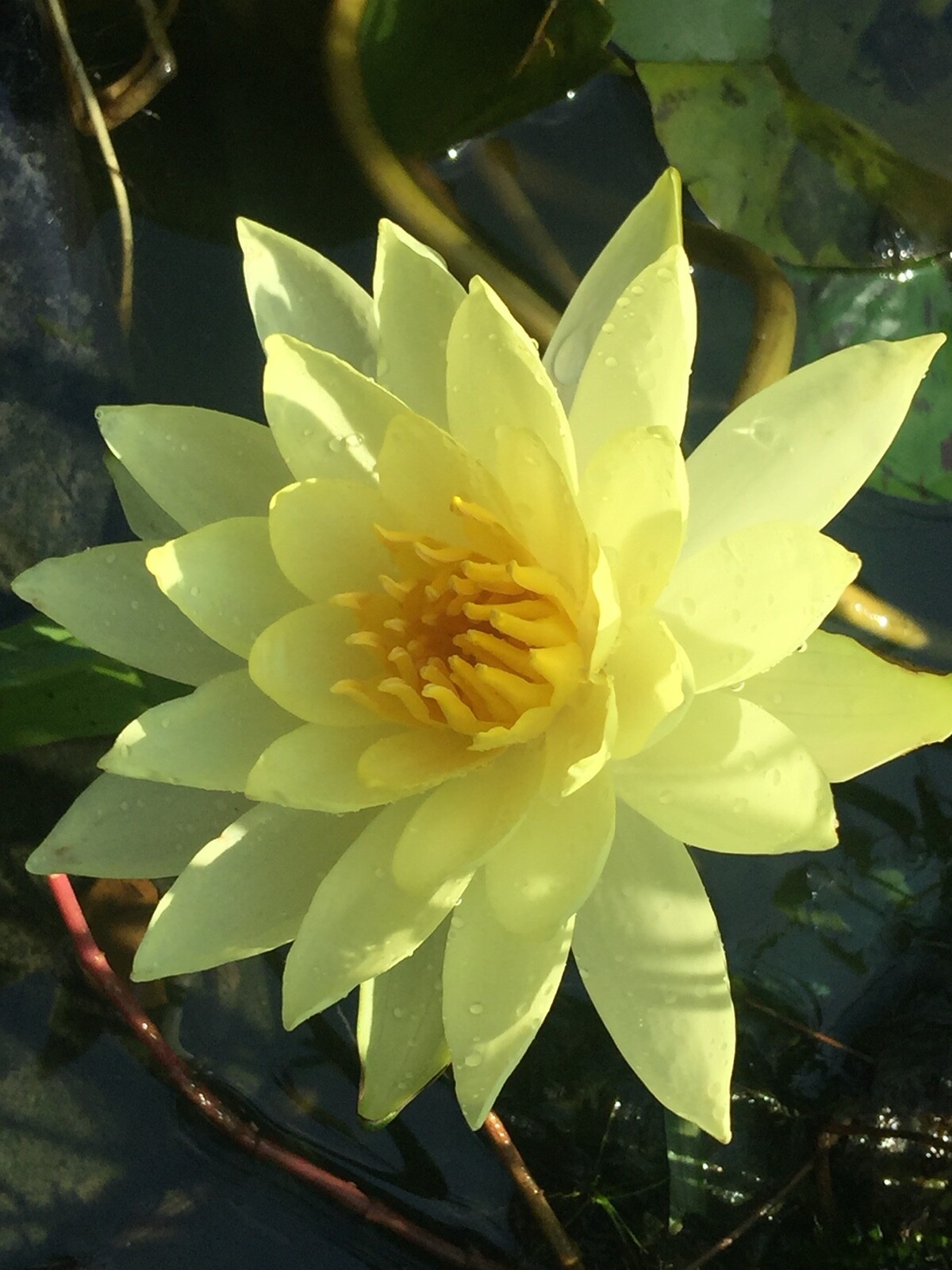 Fancy matured perennial water lilies for $45, yellow