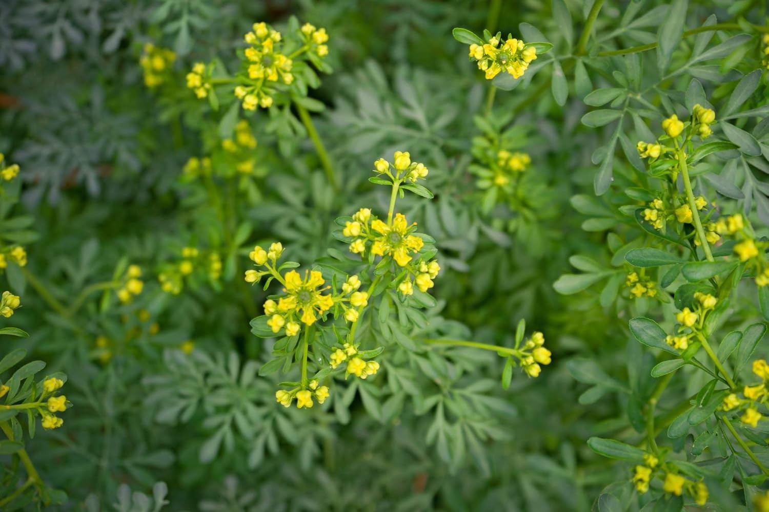 150 Open Pollinated Rue Seeds – Attracts Swallowtail Butterflies & Deters Cats