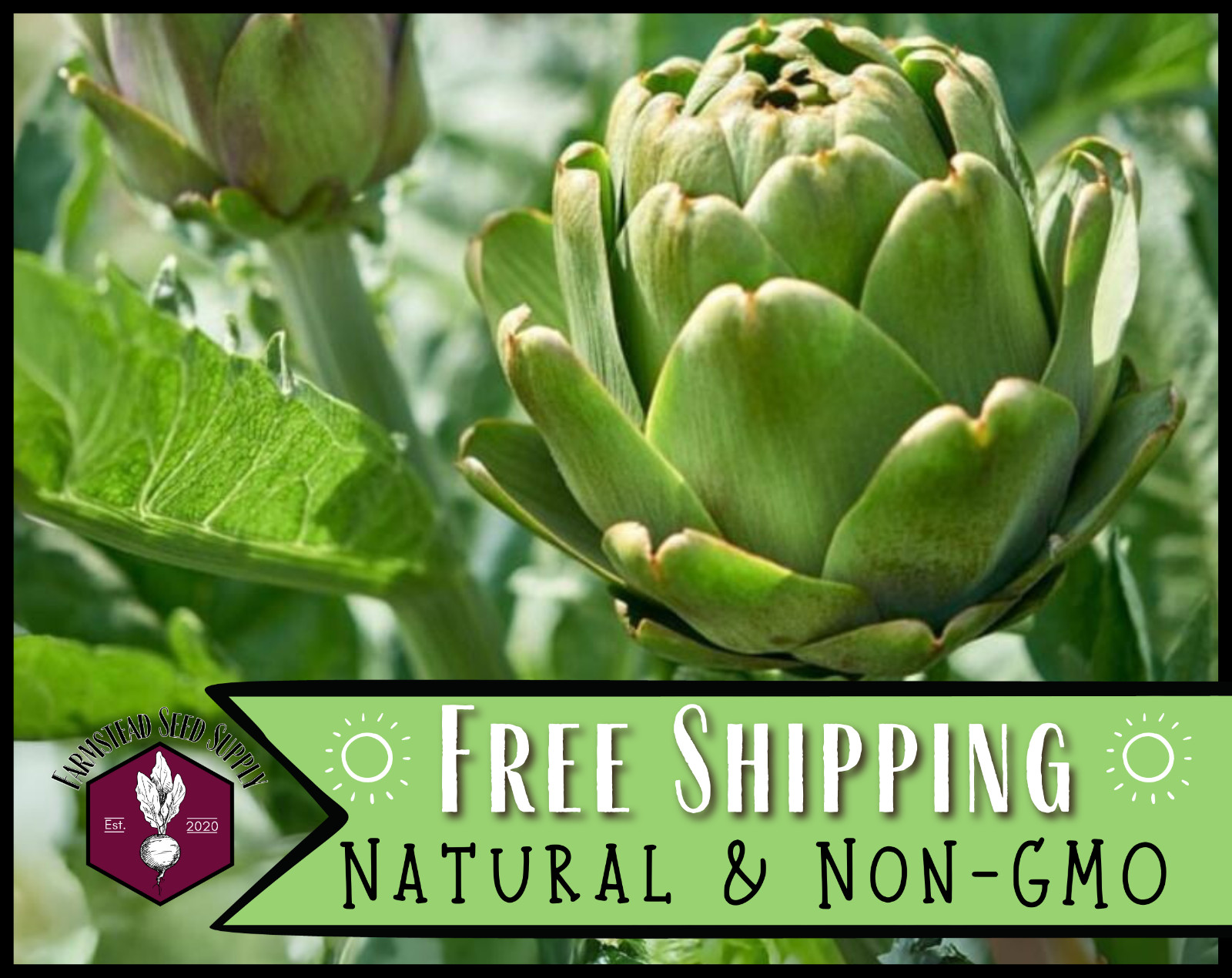 80+ Artichoke Seeds [Green Globe] Vegetable Gardening, Heirloom, Non-GMO, USA