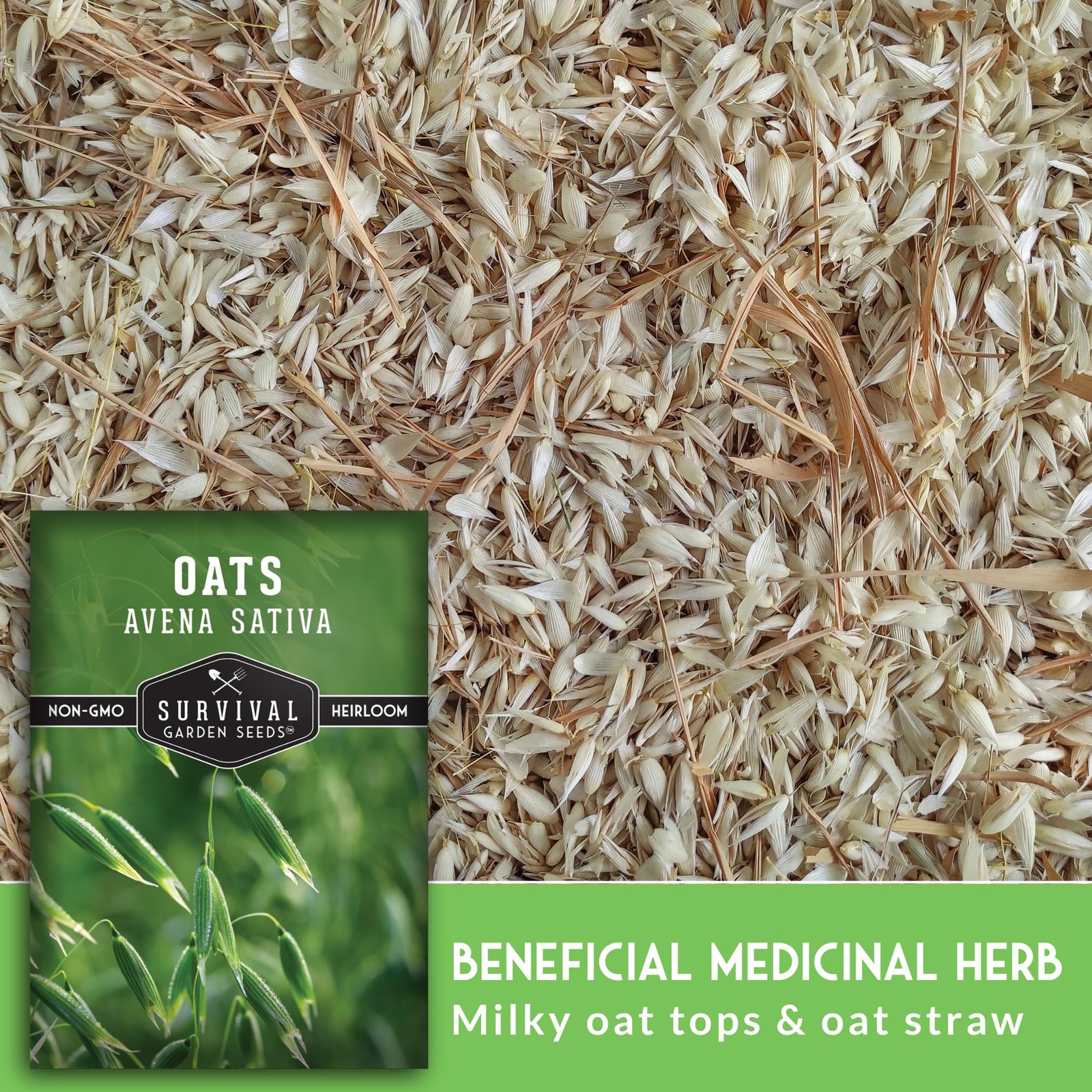 Heirloom Oat Seeds for Planting Medicinal Herb, Tea, & Cover Crops 5 Packs
