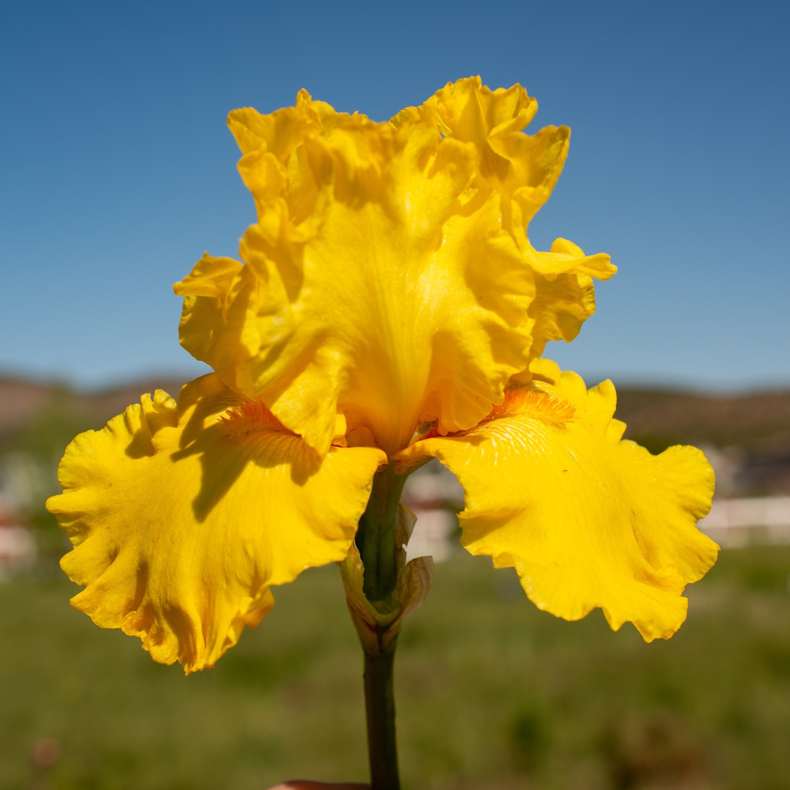 **THROB** Tall Bearded Iris. Pre-Order, Combined Shipping: Jul – Sep