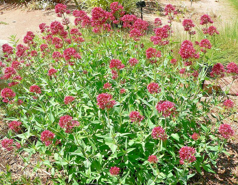RED VALERIAN, 101 SEEDS, CENTRANTHUS RUBER, JUPITERS BEARD, EZ TO GROW