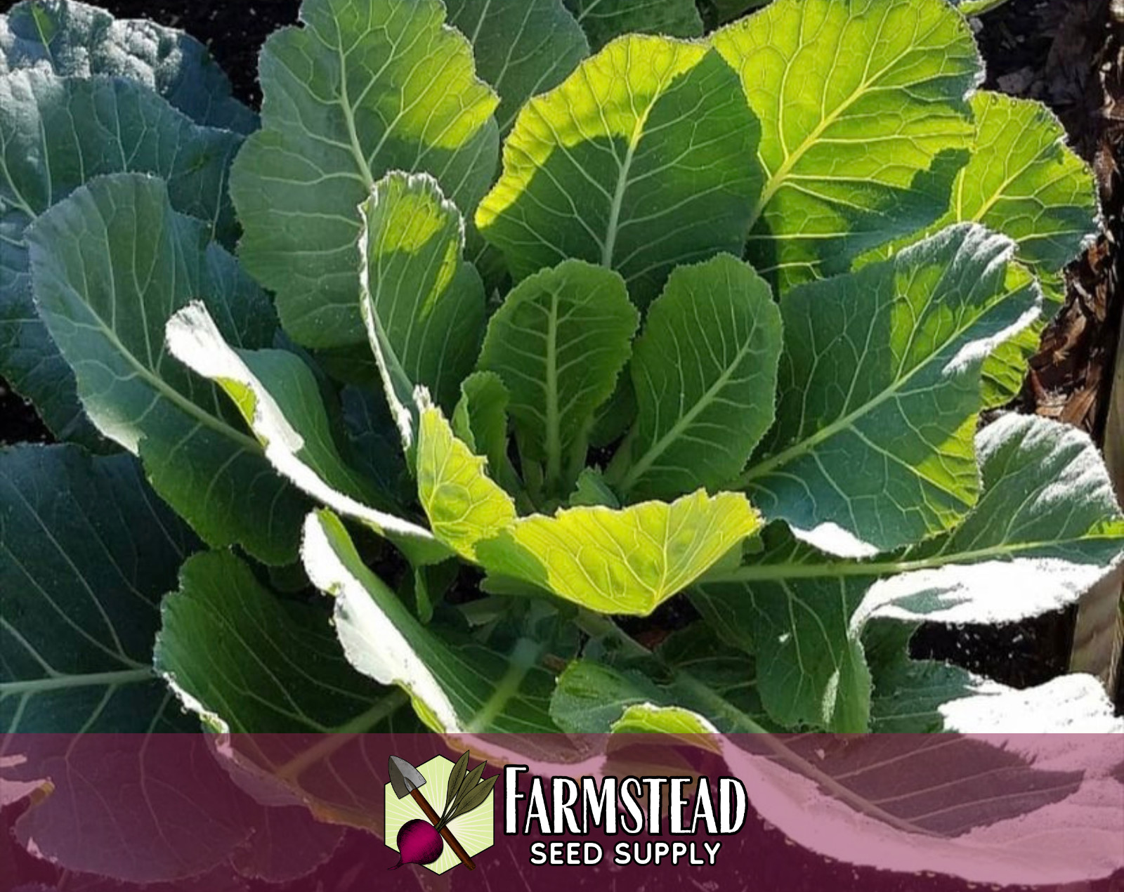 2,700+ Collard Seeds [Morris Heading] Vegetable Gardening, Heirloom, Non-GMO