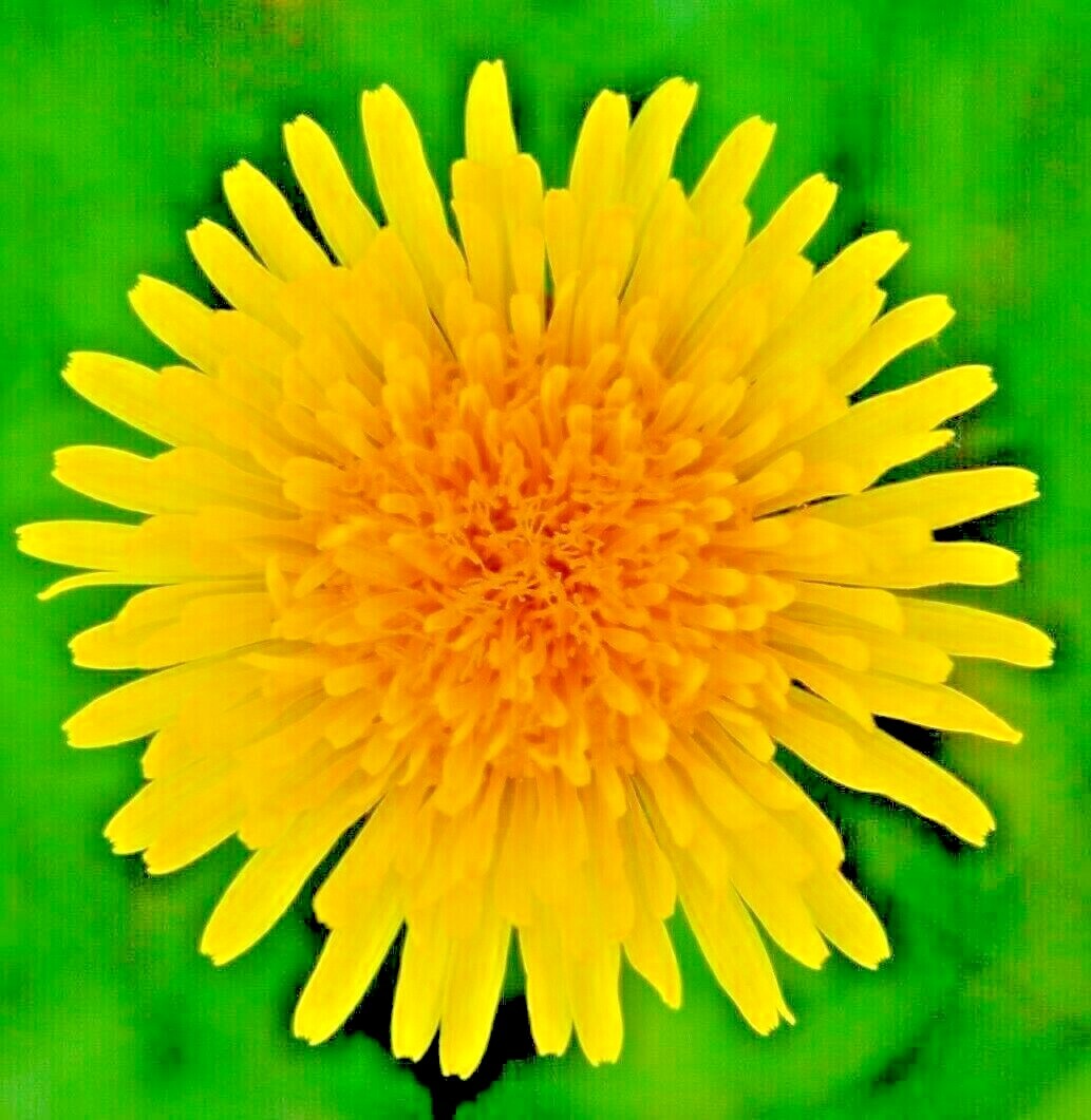 1000+ DANDELION SEEDS AUTUMN MICROGREENS SALADS HERB ORGANIC PERENNIAL NON-GMO