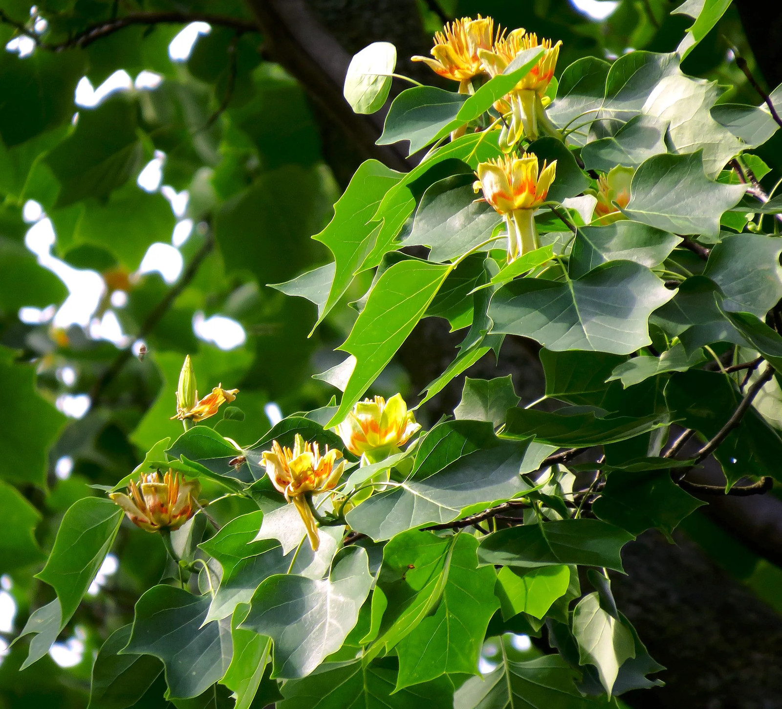 Tulip Poplar Tree Seeds – For 2026 Planting Tallest Fast Growing Flowering