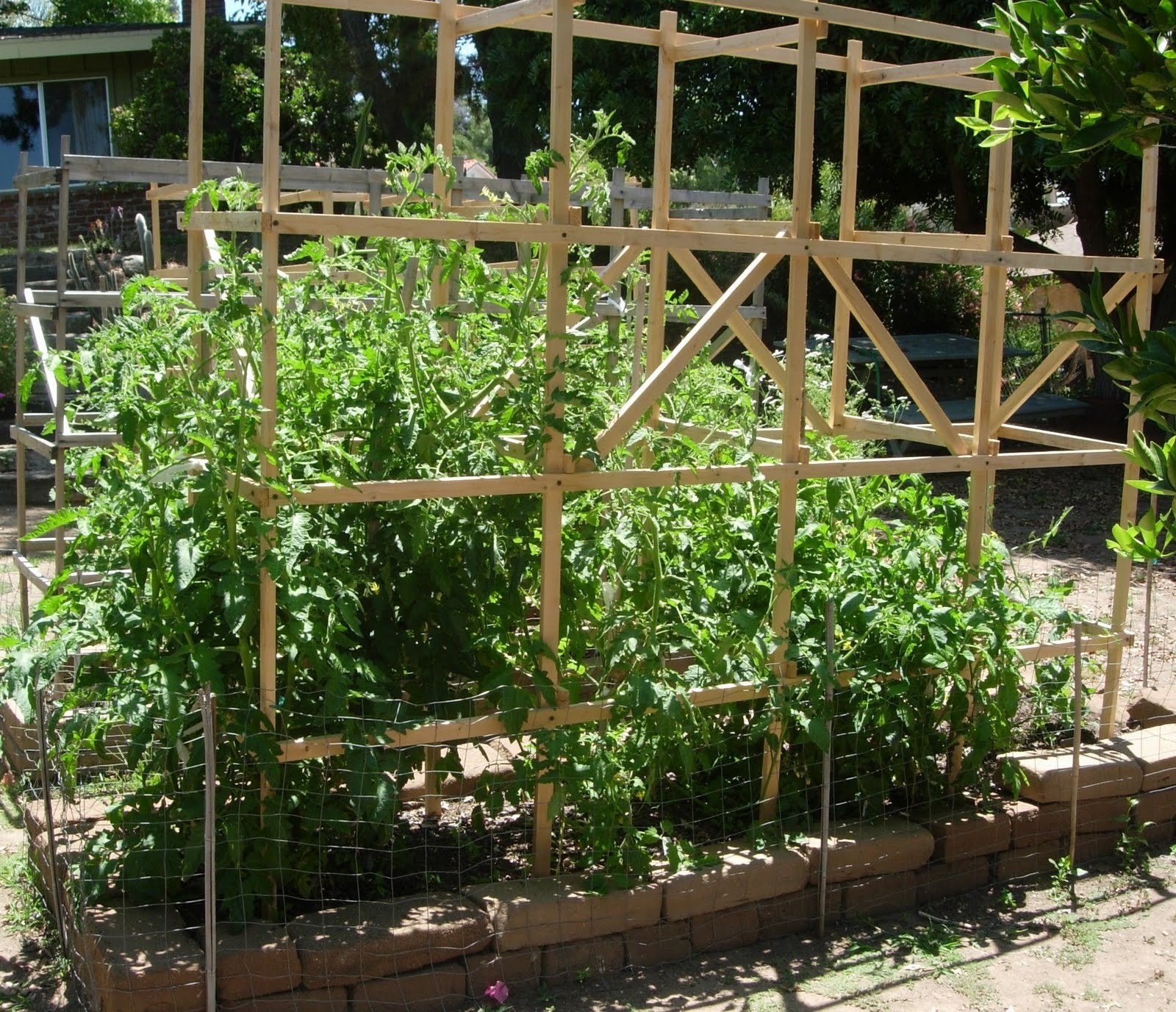 Tomato Seeds – Abe Lincoln, (Uniform, Deep Red, Smooth)
