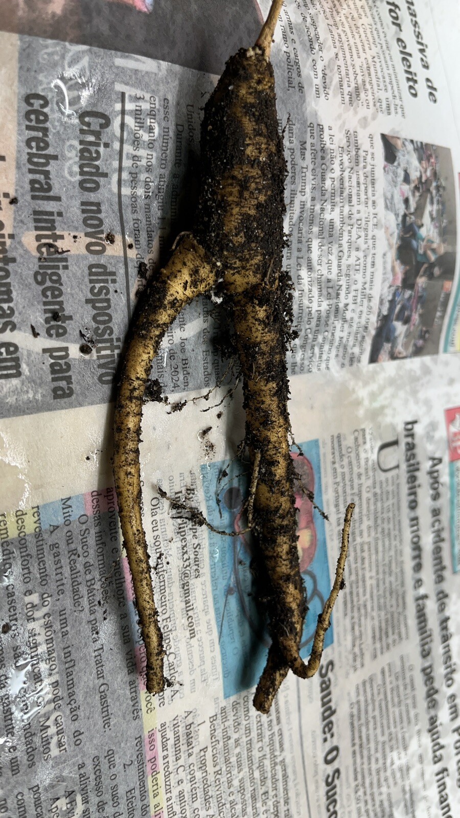 1 starter plant/root of Pokeberry or Pokeweed (Phytolacca americana)