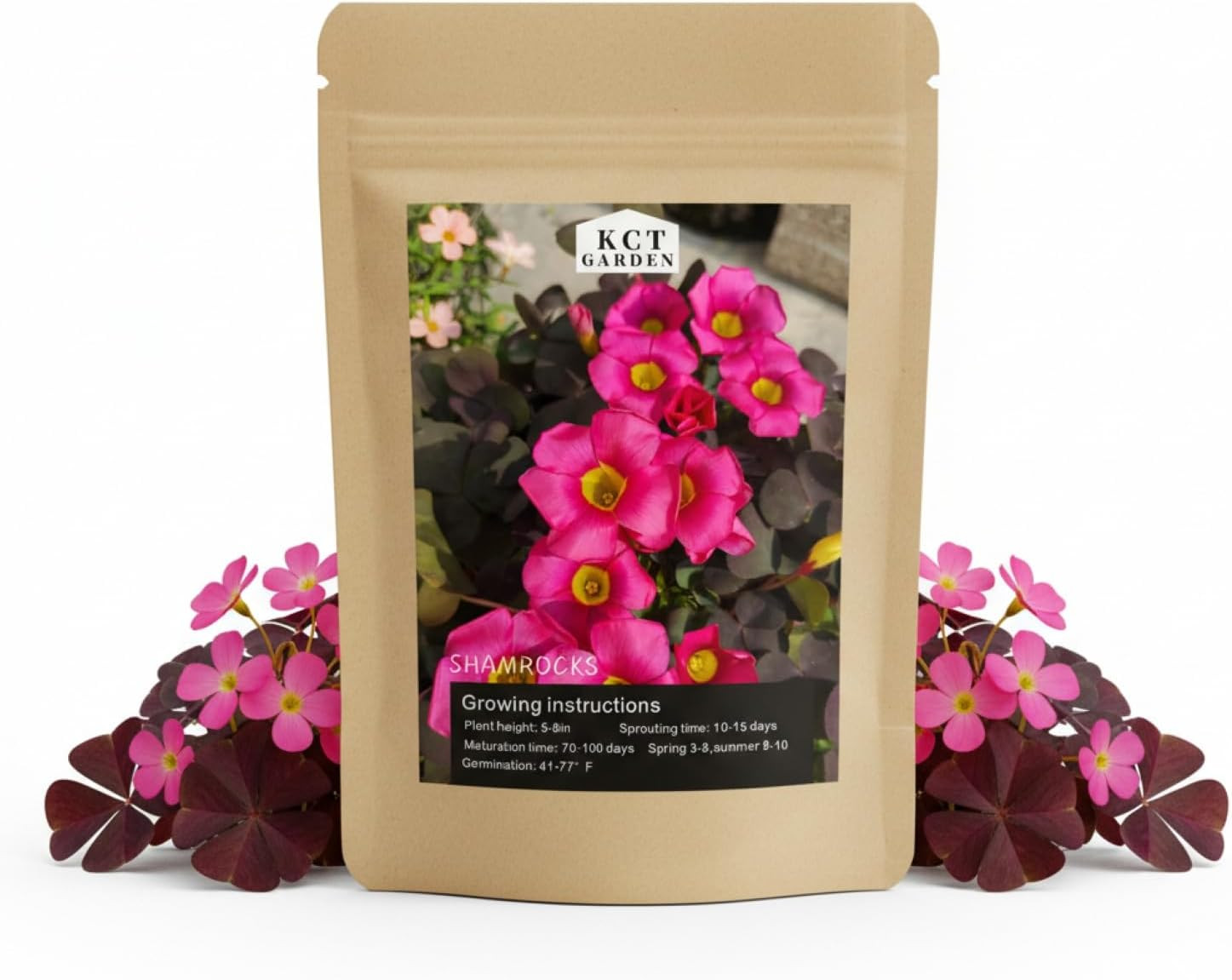 12 Purple Shamrock Bulbs Oxalis Triangularis for Planting, Flower Bulbs Indoo…