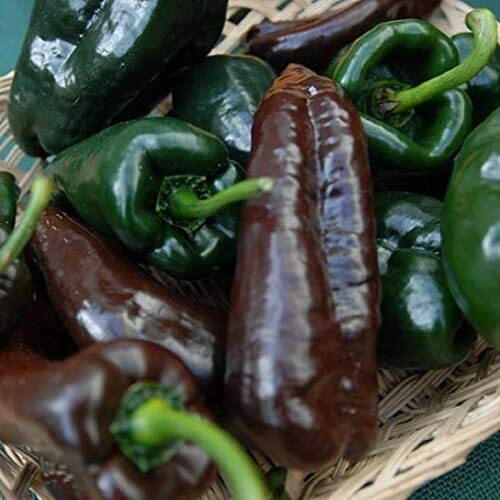 Mulato Isleno Poblano Pepper Seeds | Heirloom / Non-GMO | Free Shipping | 1012