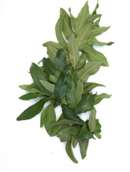 75 Organic GUAva Leaves from our Calif Farm. Hojas de Guayaba