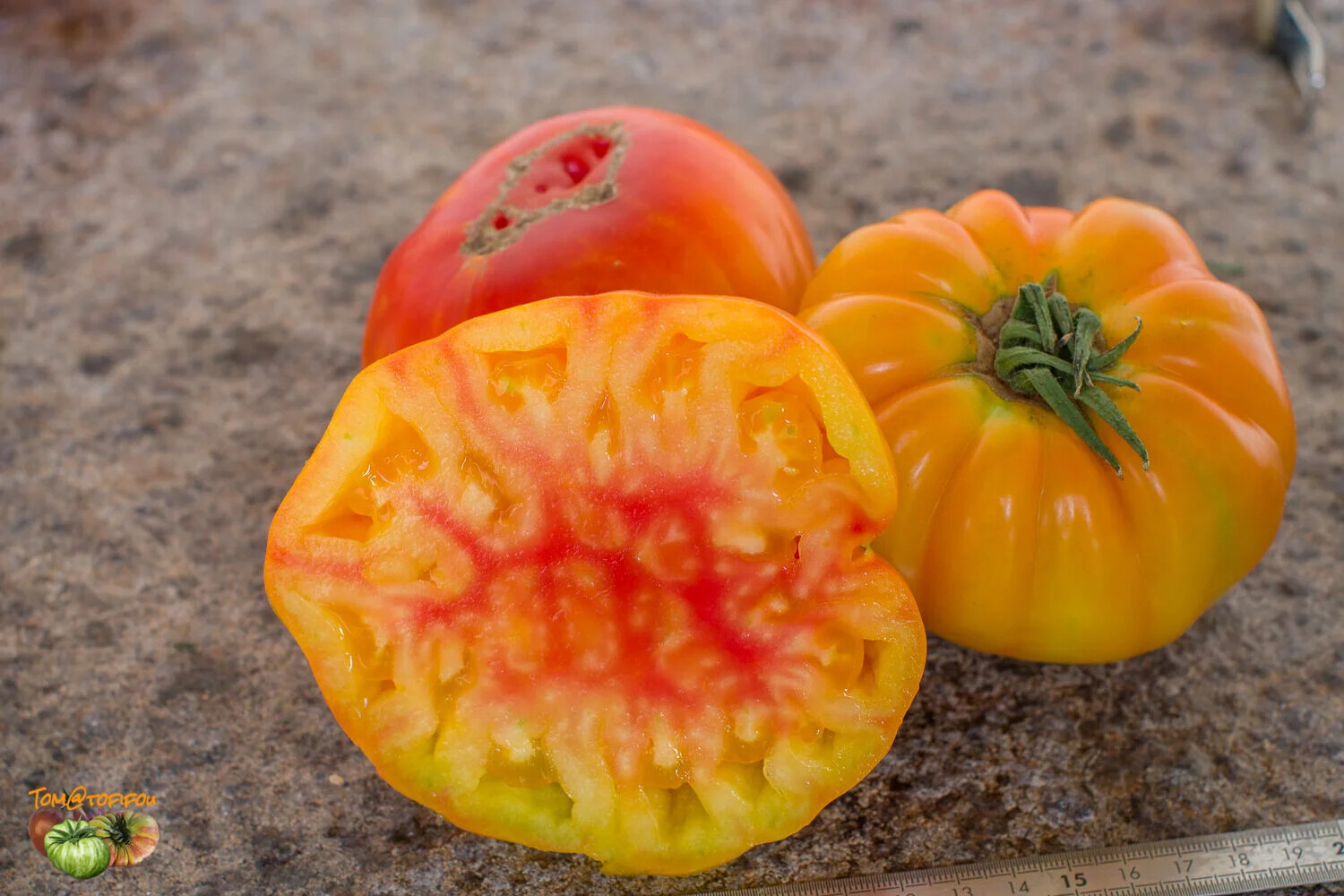 Pineapple Tomato Seeds, NON-GMO, Heirloom, Bi-Colored Beefsteak, FREE SHIPPING