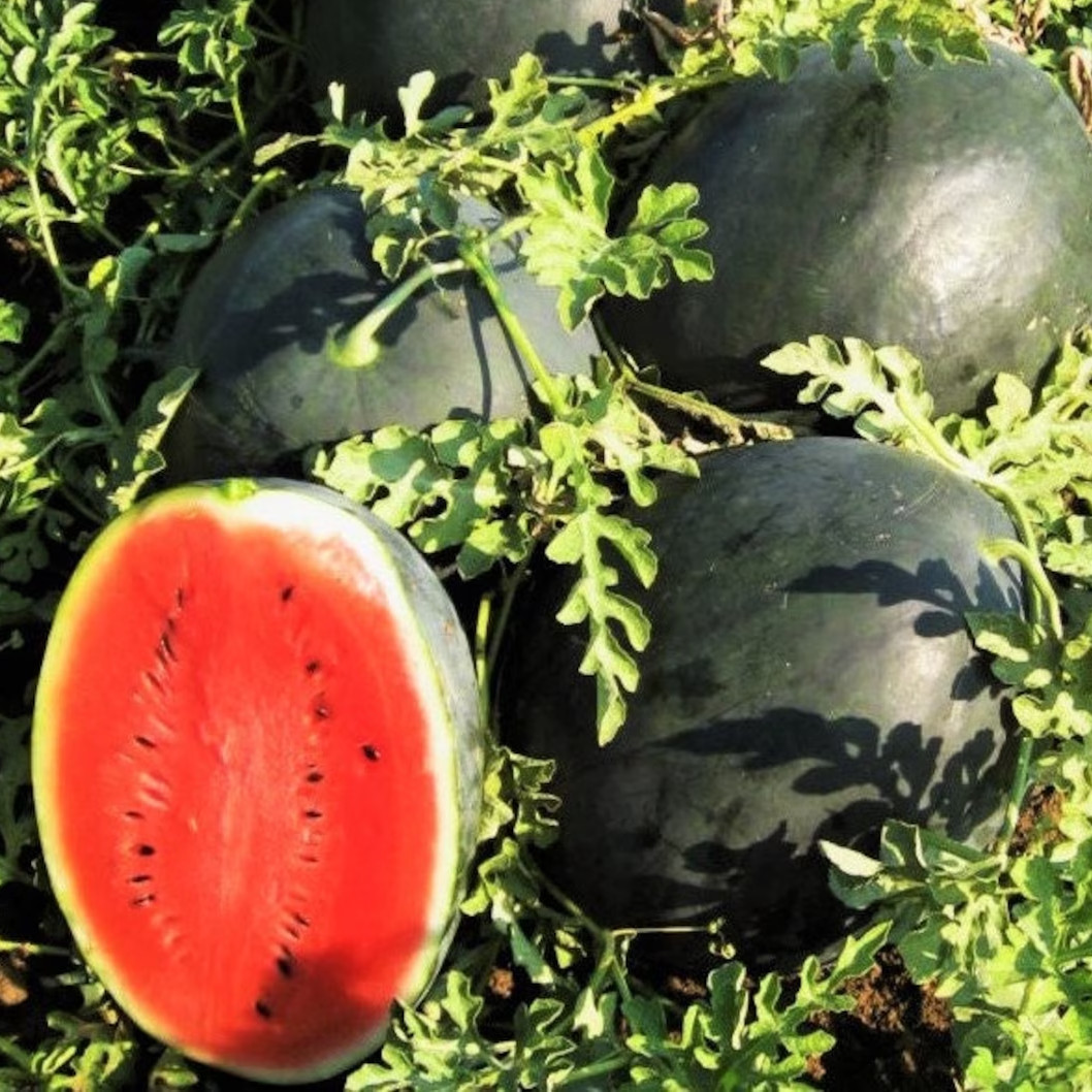 30+ Giant Black Diamond Watermelon Seeds – Heirloom – Organic ——/ 30-50lbs