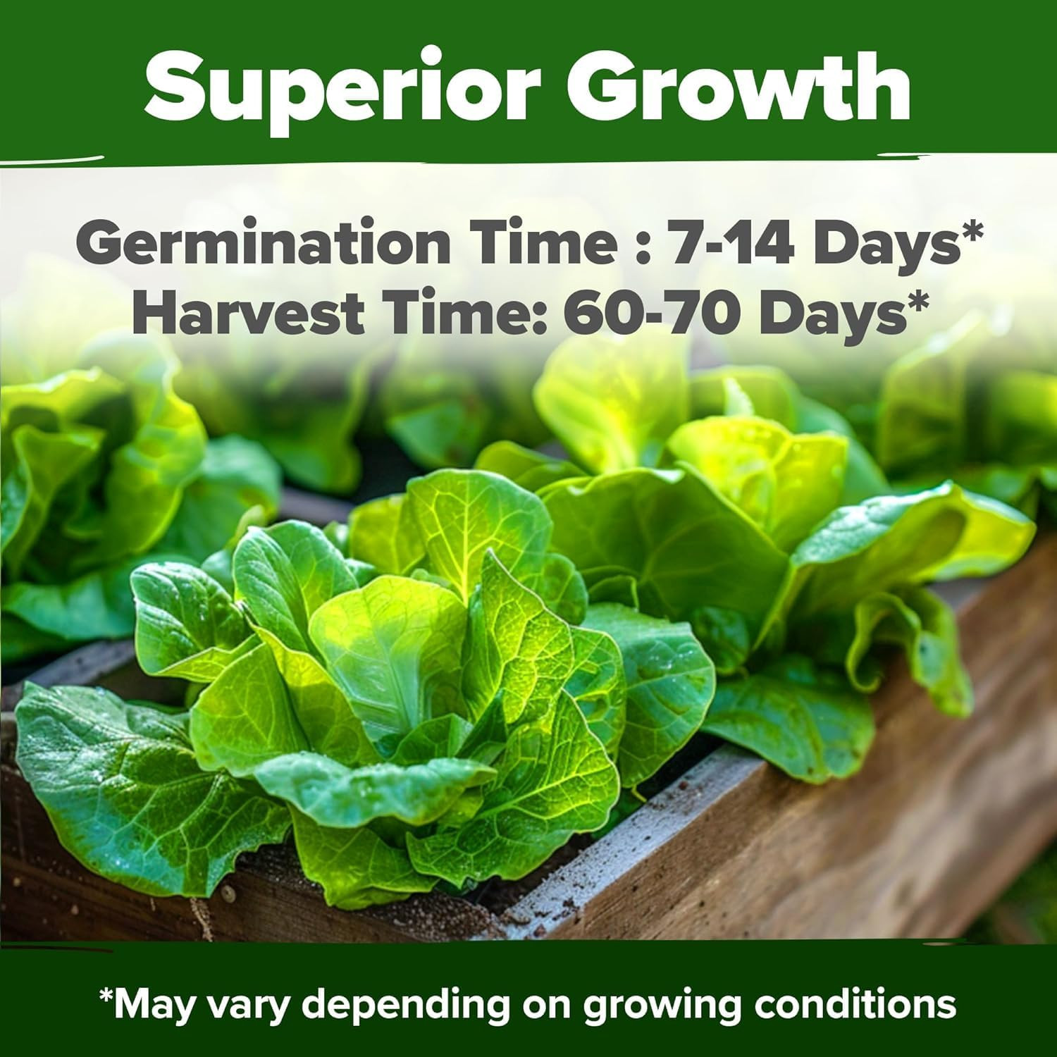 3500+ Buttercrunch Lettuce Seeds for Planting -Heirloom Non-Gmo | Lactuca Sativa