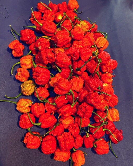 100+ Random SUPERHOT Pepper Seeds Individually Labeled Over 40 Different Kinds