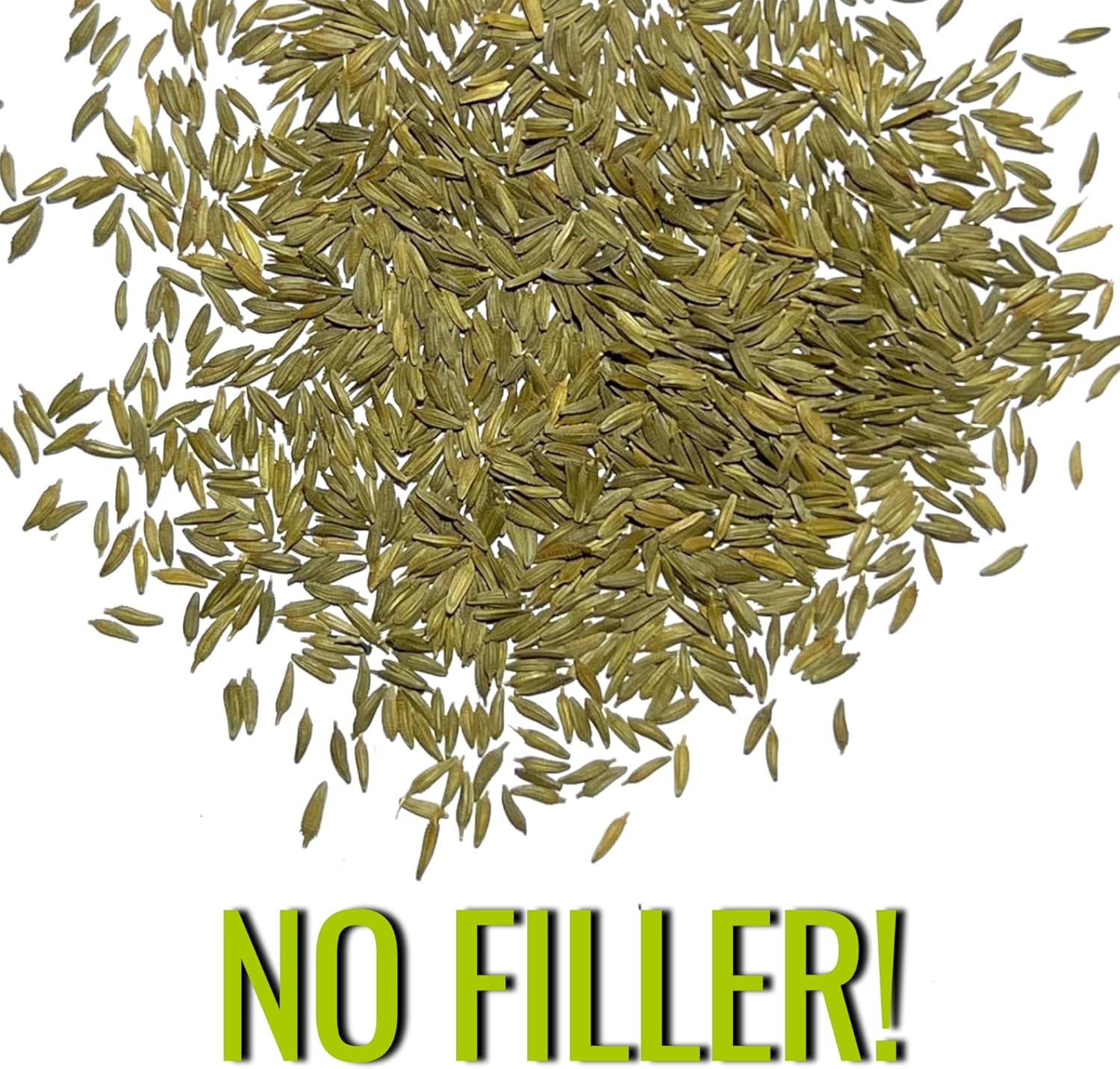Seed Needs 30,000+ Common Dandelion Herb Seeds for Planting – Non-GMO, Heirloom