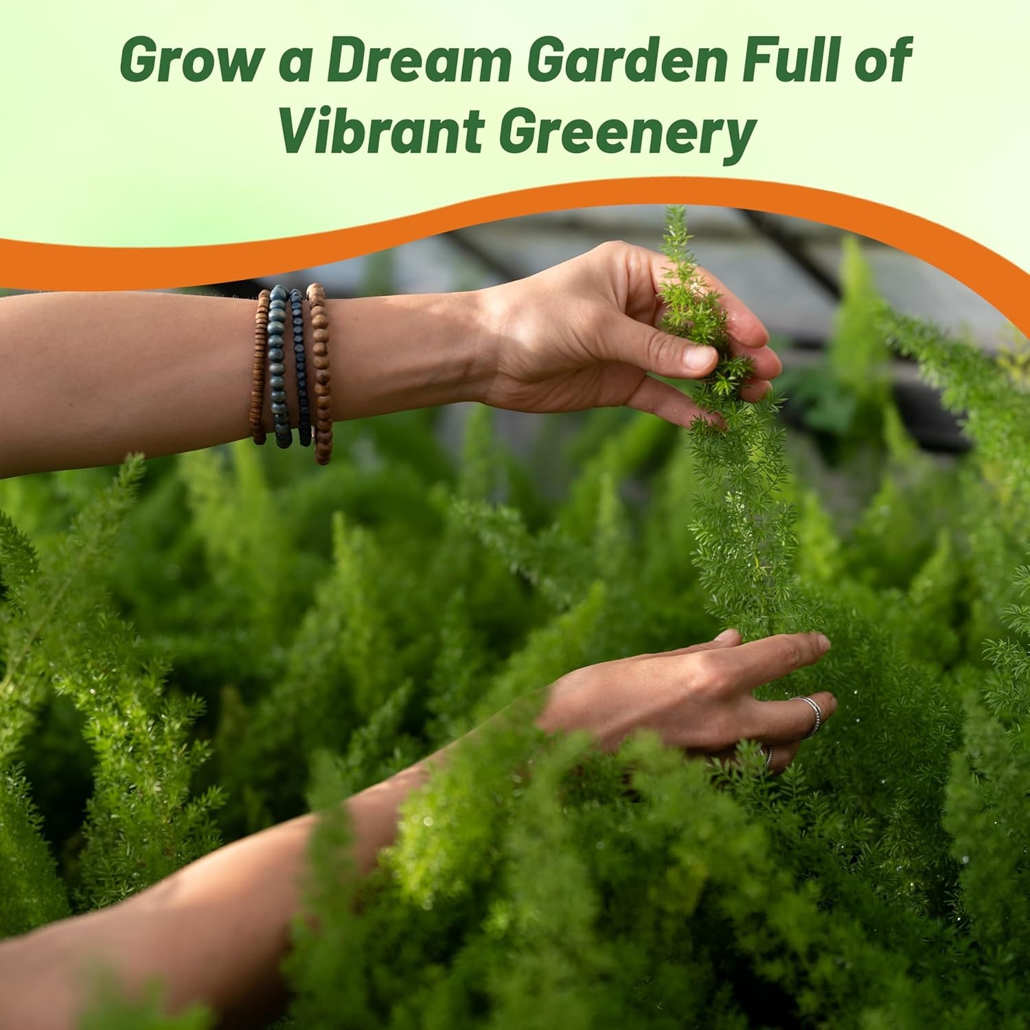 20 Seeds Asparagus Fern Meyeri Seeds – Asparagus Foxtail Flower Seed