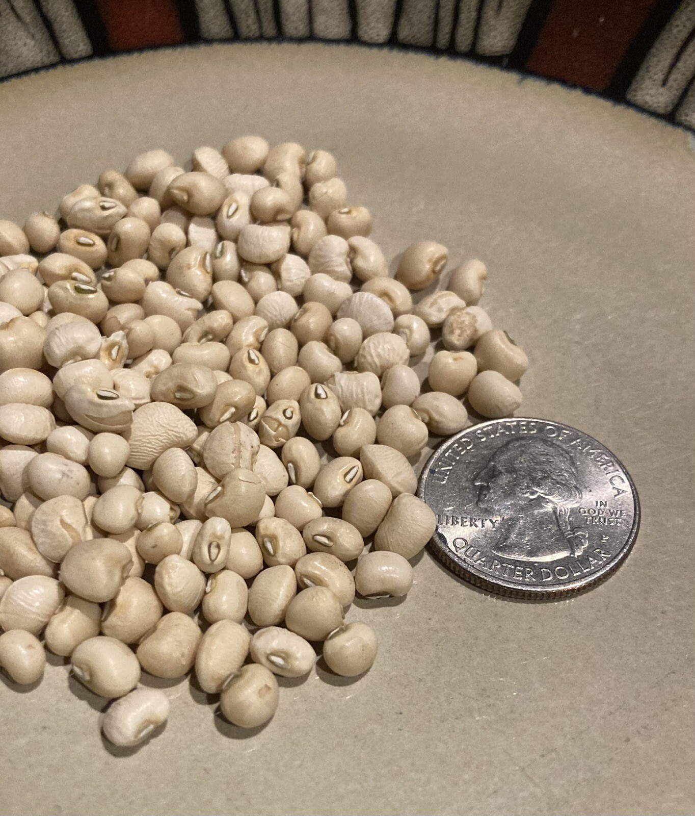 White Acre Cowpea Pea Heirloom 100 Seeds Garden Planting Non-GMO