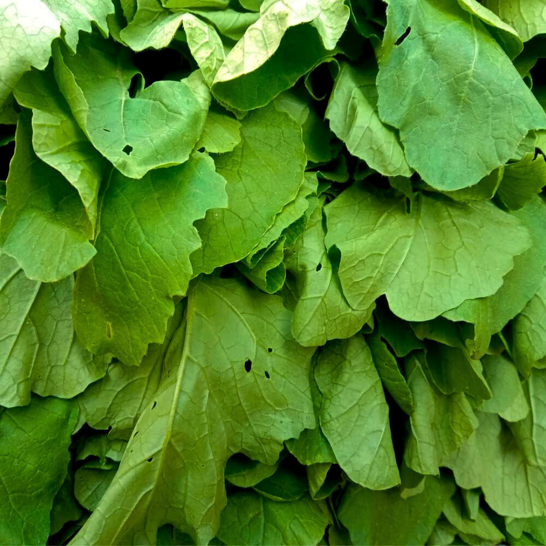 Fresh Florida Broadleaf Mustard Green Seeds | Heirloom Non-GMO | Vegetable seeds