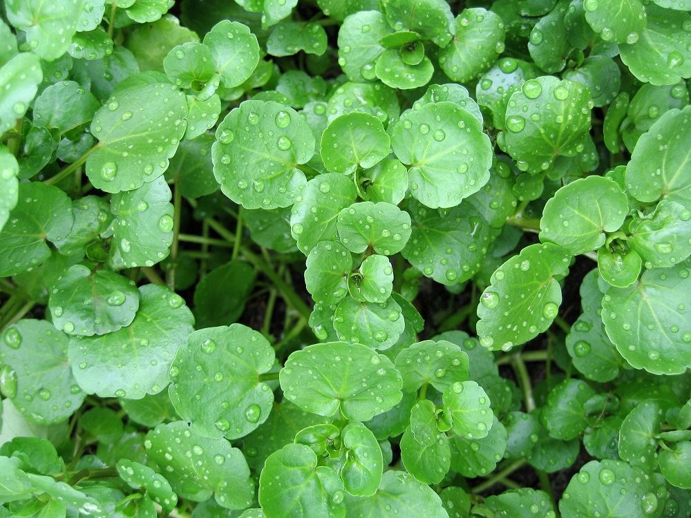 2000+WATERCRESS Seeds Organic Non Gmo Container Indoors Shade Garden Herb Easy