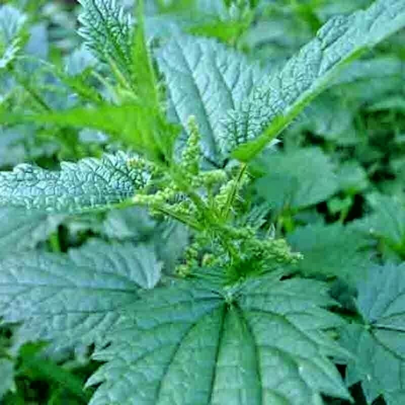 2000+ STINGING NETTLE SEEDS HEIRLOOM SPRING PERENNIAL HERB MEDICINAL POLLINATORS