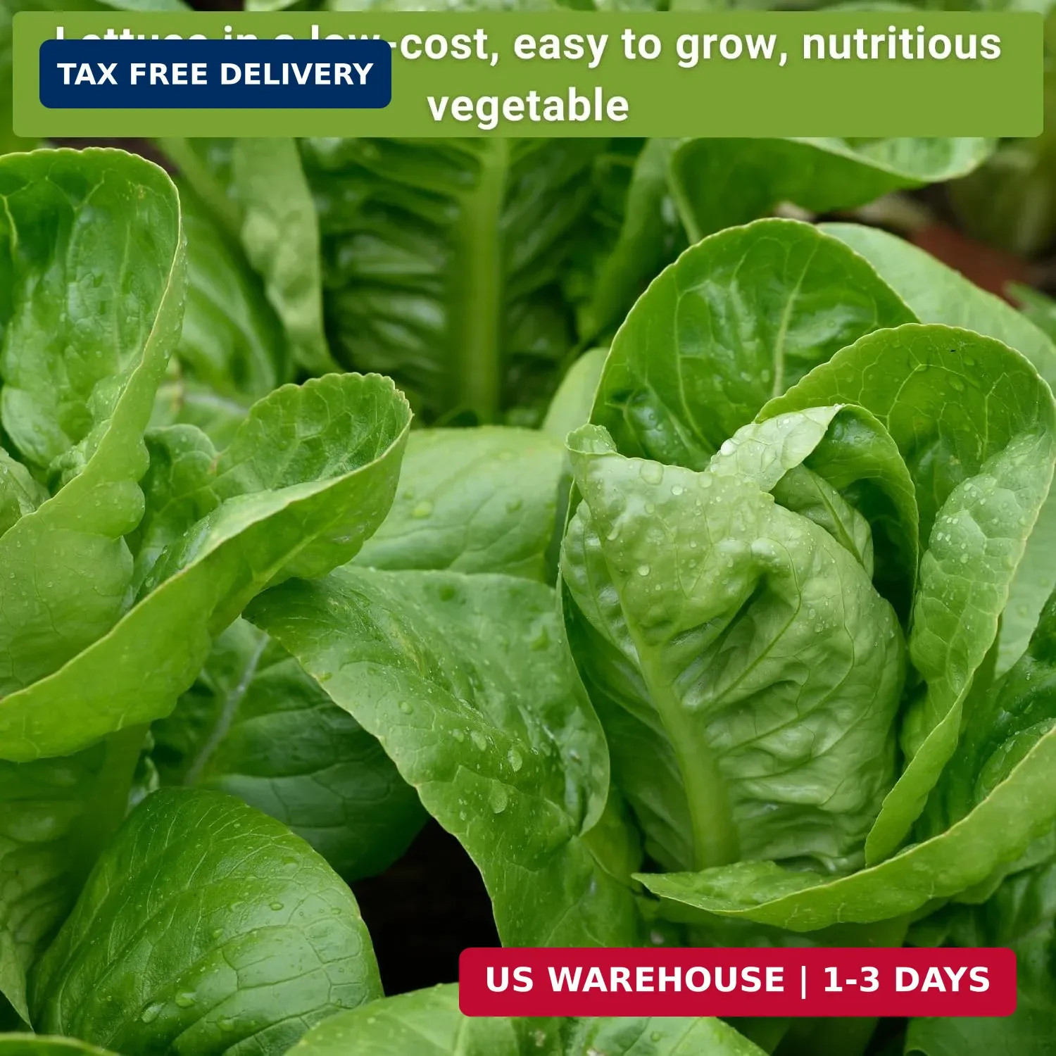 Sow Right Seeds – Large Lettuce Seed Collection for Planting – Buttercrunch, Jer