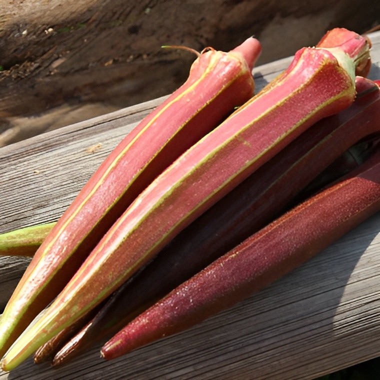 60 Heirloom Jing Orange Okra Seeds – Rare Red-Orange Pods – 5″-7″ Tender Pods