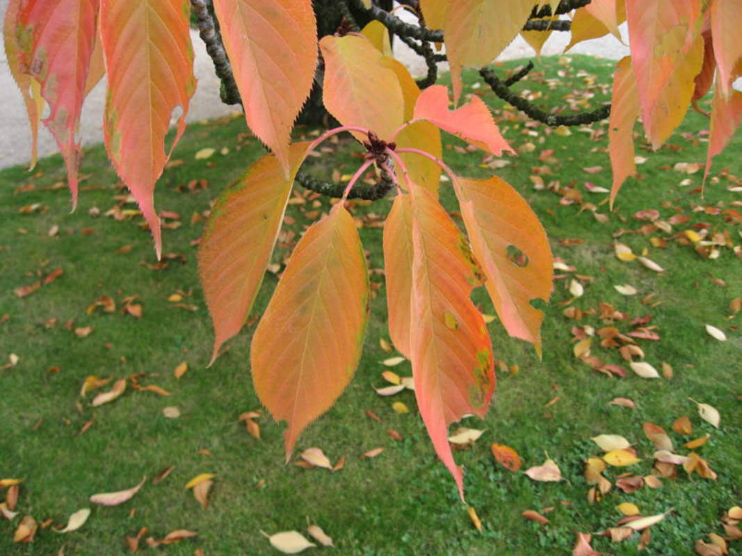 1-1000 PCS White Japanese Flowering Cherry Tree Seeds Hill Prunus Serrulata 0146