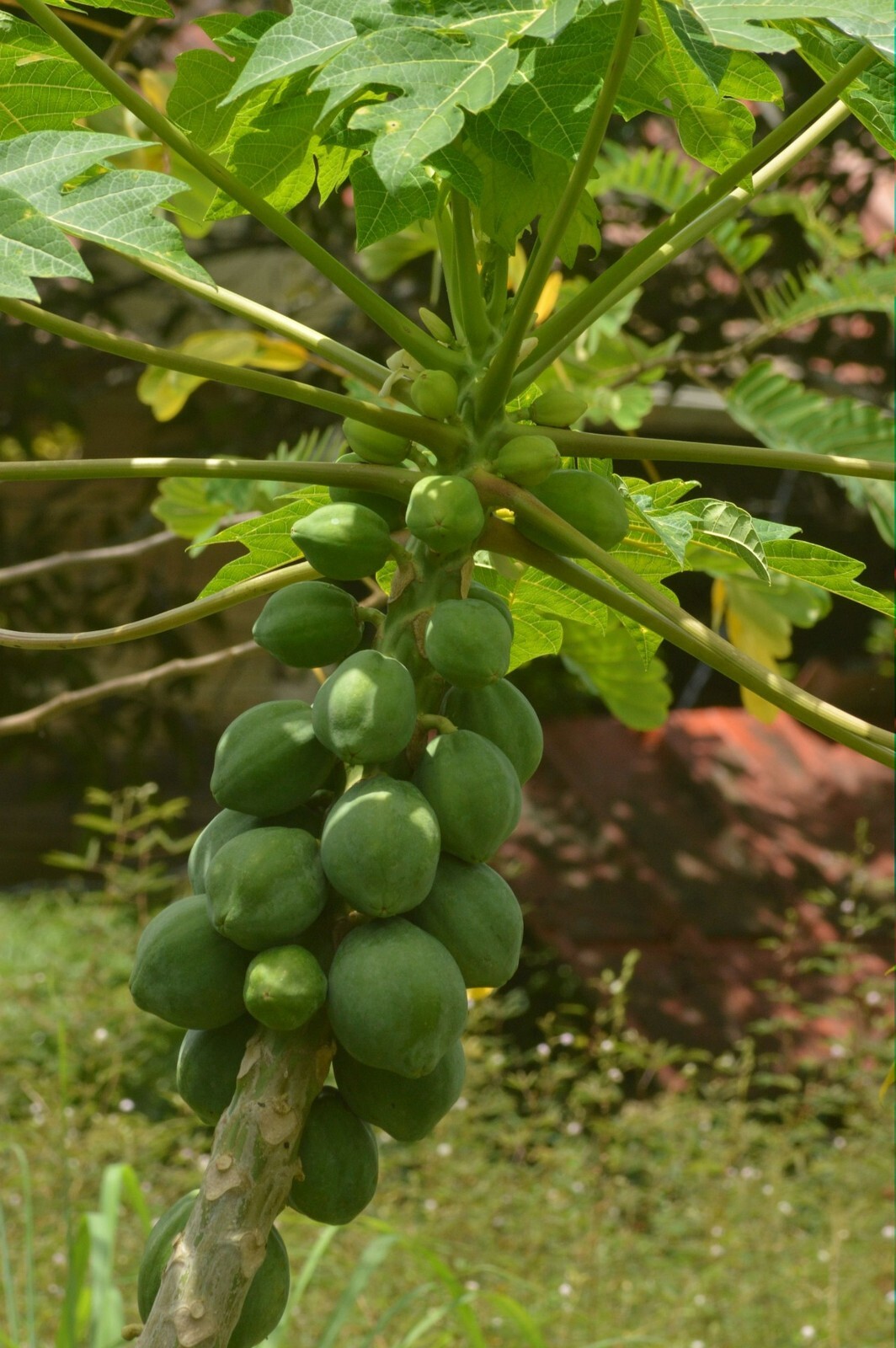Papaya Tree 20 Heirloom Seeds -Carica Papaya – Tropical Plant Collectors Choice