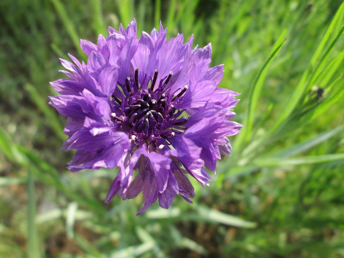 501+CORNFLOWER BACHELOR BUTTON Mixed Seeds Cut Dried Flowers Garden Container
