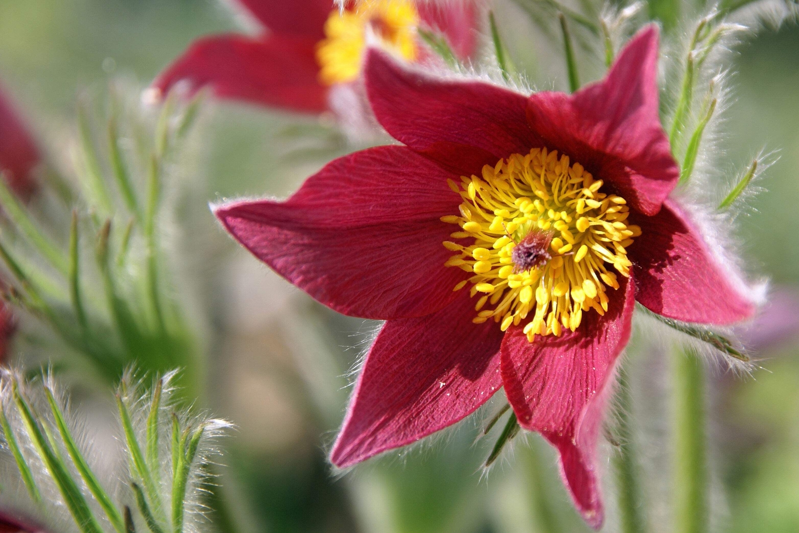 10 RED ANEMONE Pulsatilla Vulgaris PASQUE FLOWER Seeds *Flat S/H
