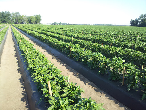 EMERALD GIANT pepper seeds NON-GMO GIANT DELICIOUS ROASTER STUFFER MULTITASKER!
