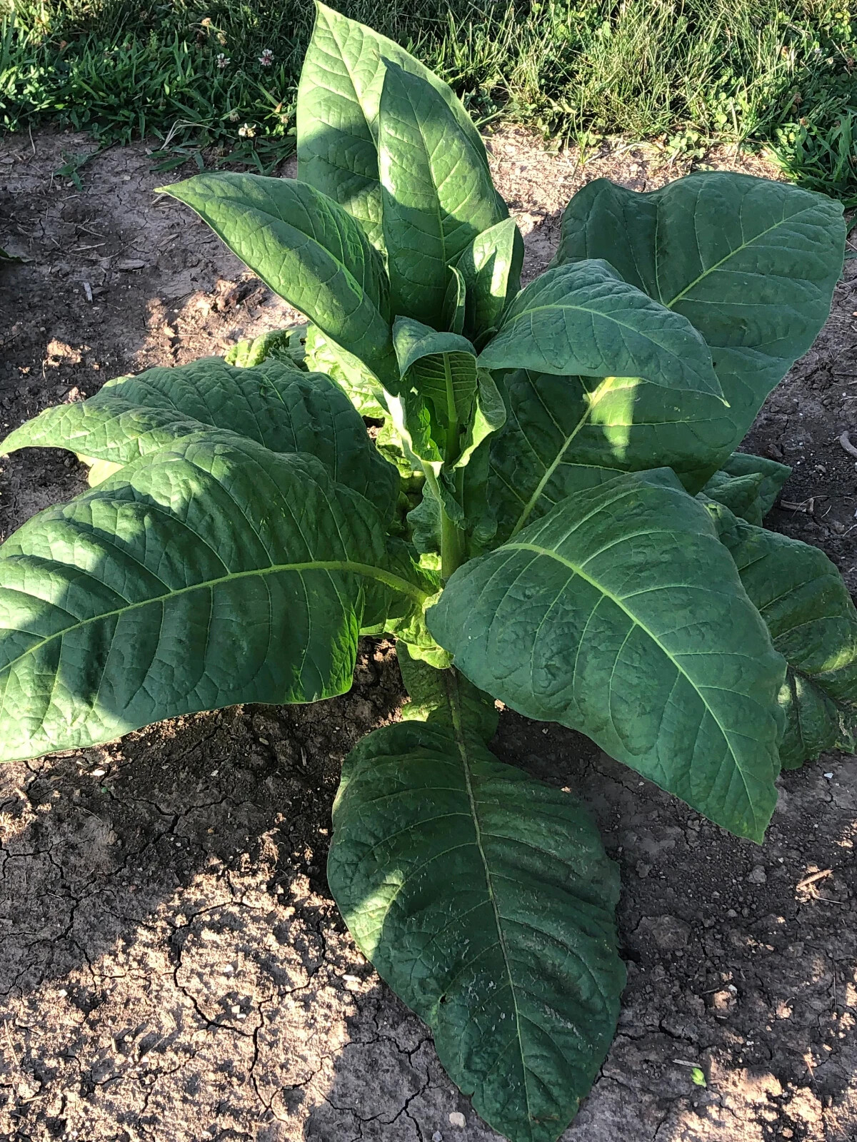Dixie Bright Tobacco Seeds ~100 Non-GMO Free Ship No Track ~2 Weeks Arrival Read