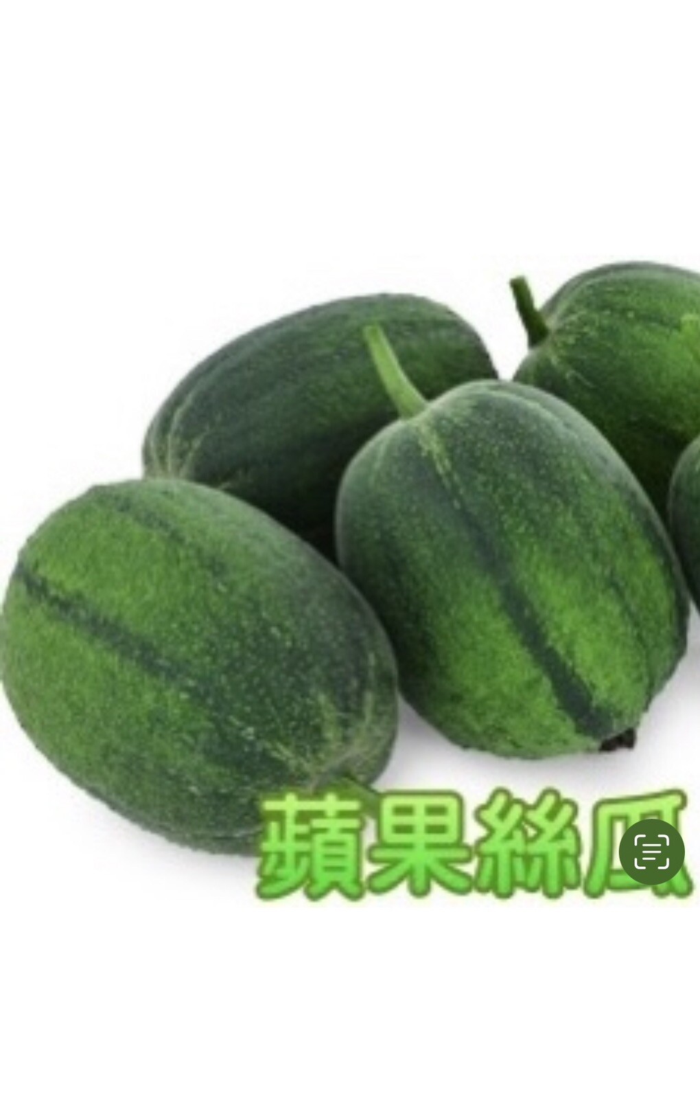 20 Taiwan APPLE LUFFA Hybrid Seeds; 蘋果絲瓜 very sweet can be eaten raw; from 農友種苗