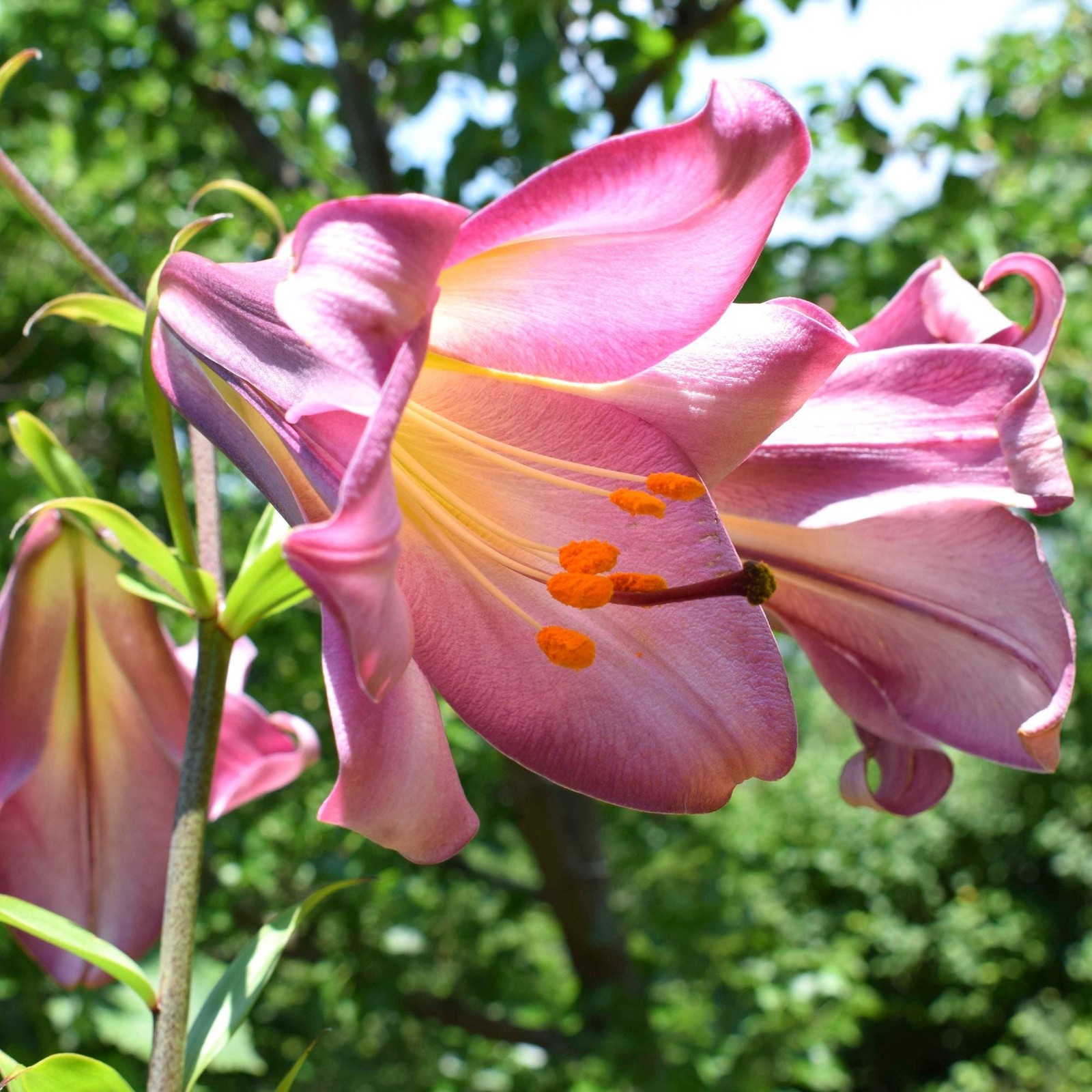 Lilium Trumpet Lily Pink Perfection 1 Flower Bulb – Summer Large Fragrant Blooms