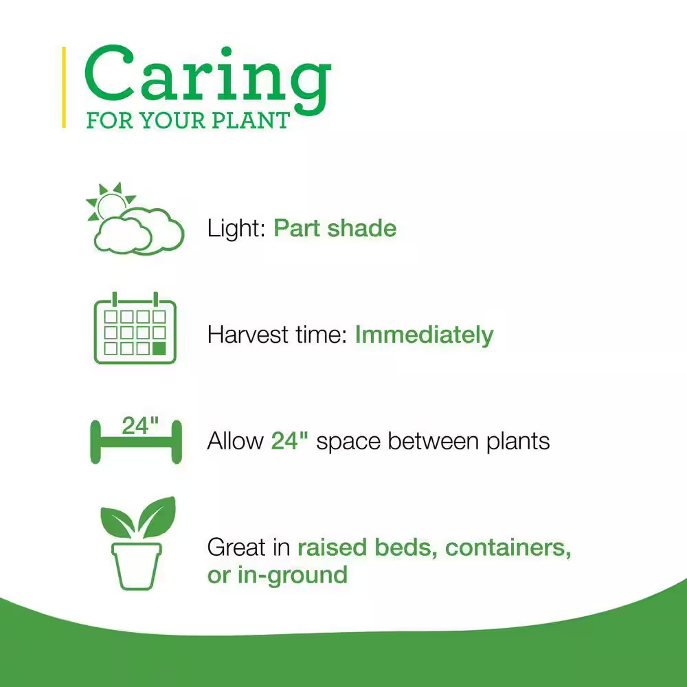 19 Oz. Sweet Mint Herb Plant (2-Pack)