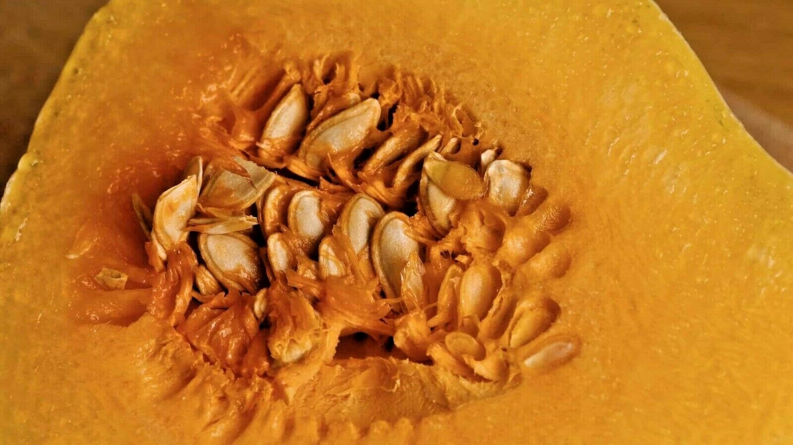30+BLUE HUBBARD Winter Squash Seeds Heirloom Native Vegetable Sweet Potato Taste