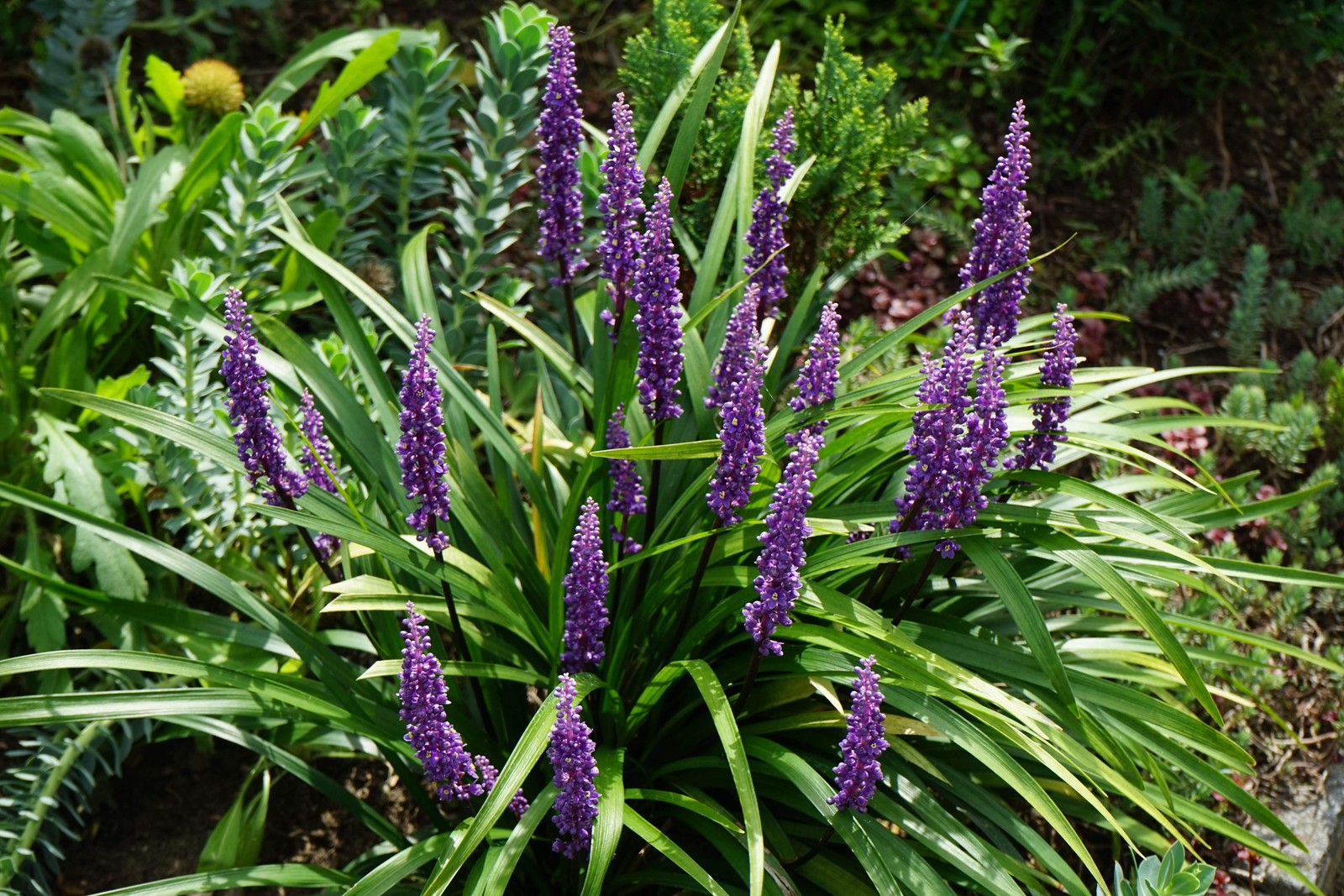 5 LILYTURF Liriope Muscari aka Big Blue Lily Turf / Monkey Grass Flower Seeds