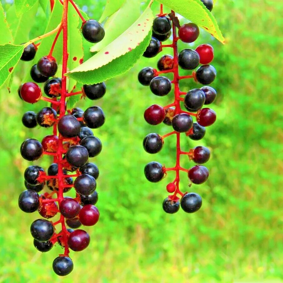 Wild Black Cherry Tree | Premium Seeds | Prunus serotina ‘Spring’ | Plants’®