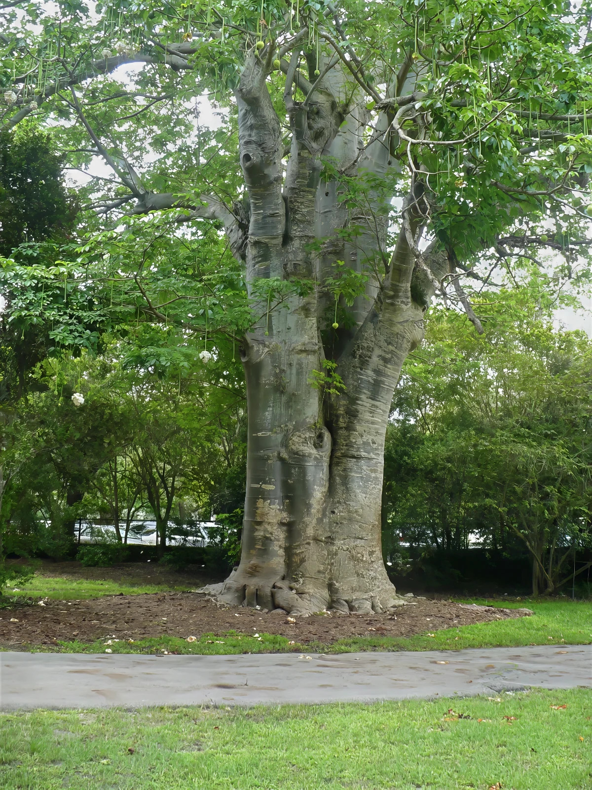 5 Baobab Seeds Adansonia digitata “Tree of Life” Rare Monkey Bread Bonsai Plant