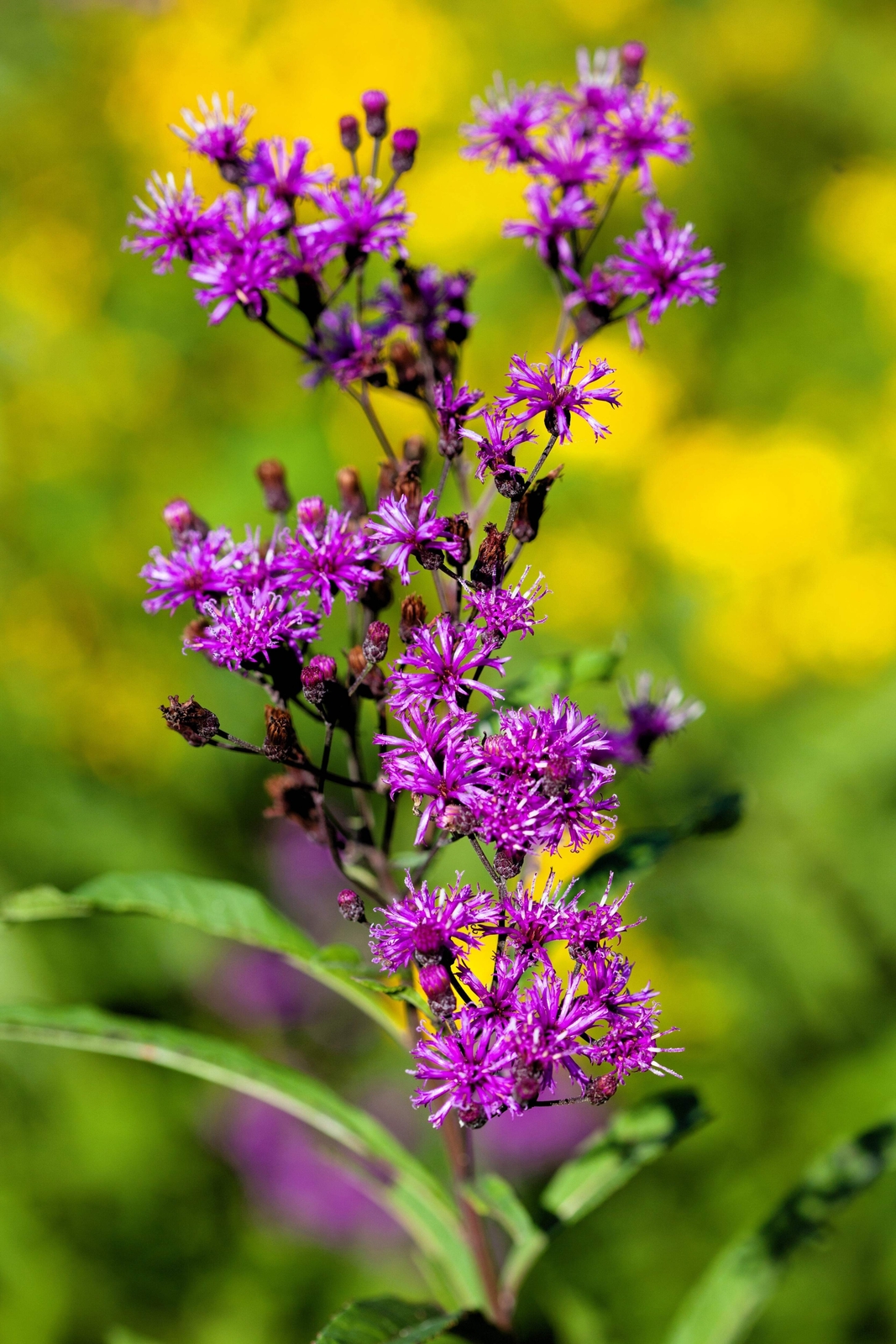 100 MISSOURI IRONWEED Monarch Flower Native Purple Vernonia Missurica Seeds